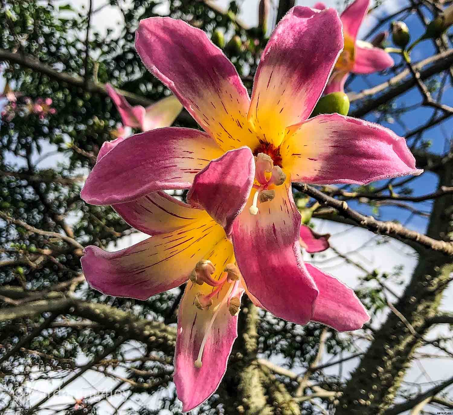 The romantic language of plants, 15 plants that symbolize love