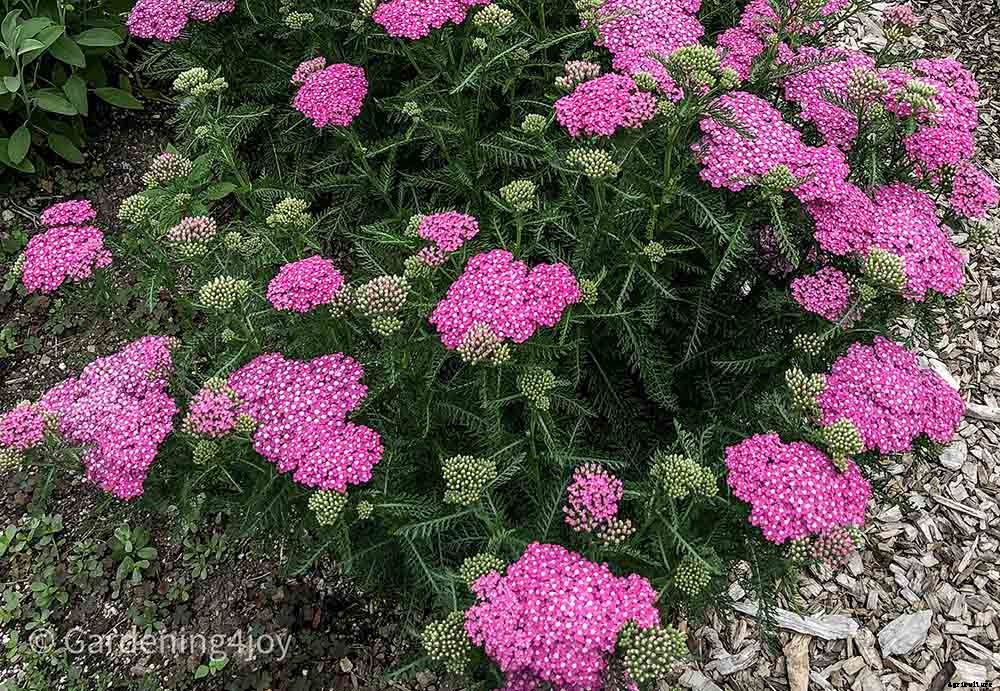 The romantic language of plants, 15 plants that symbolize love