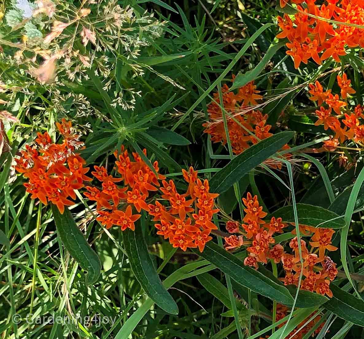 The romantic language of plants, 15 plants that symbolize love