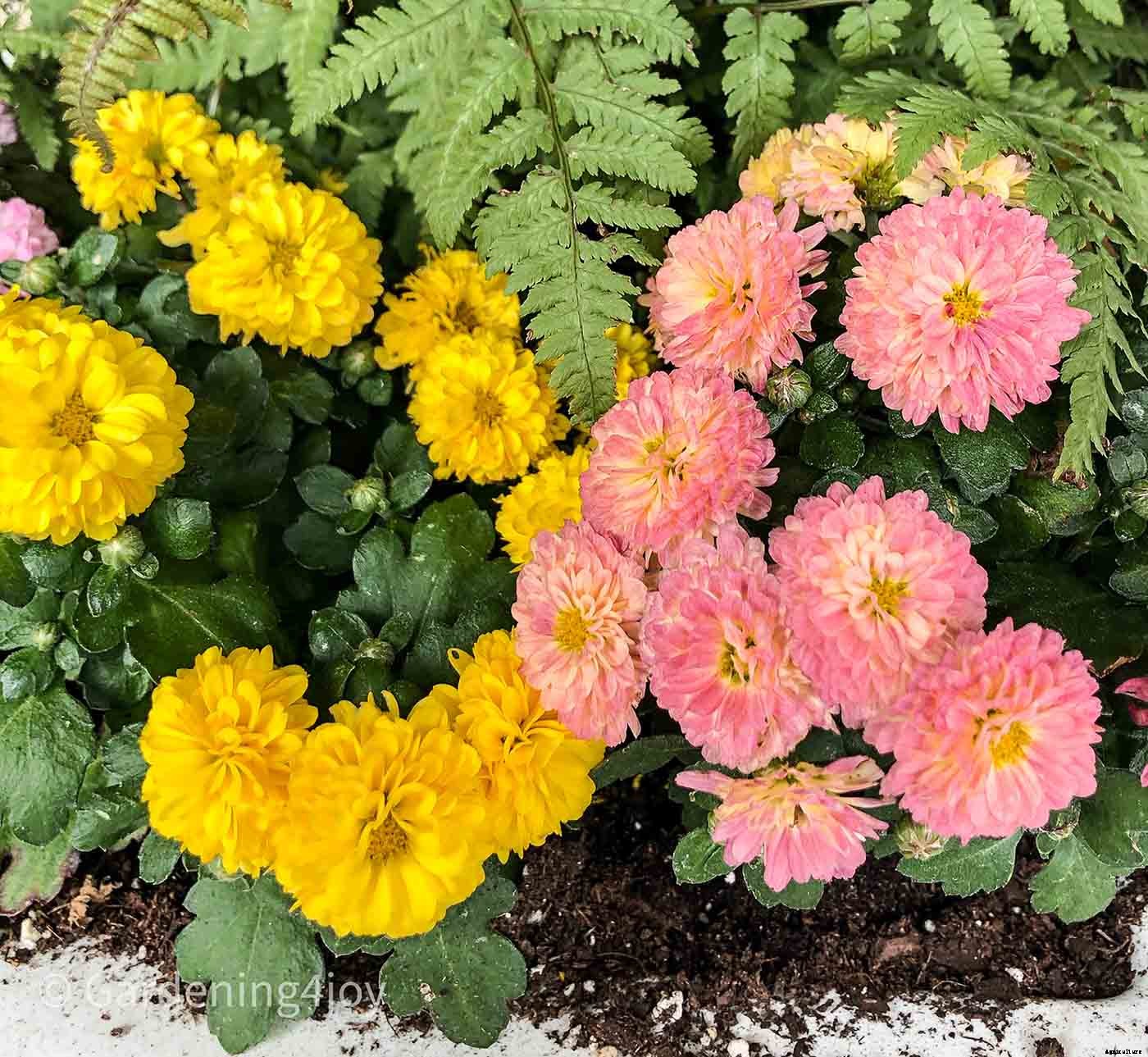 The romantic language of plants, 15 plants that symbolize love