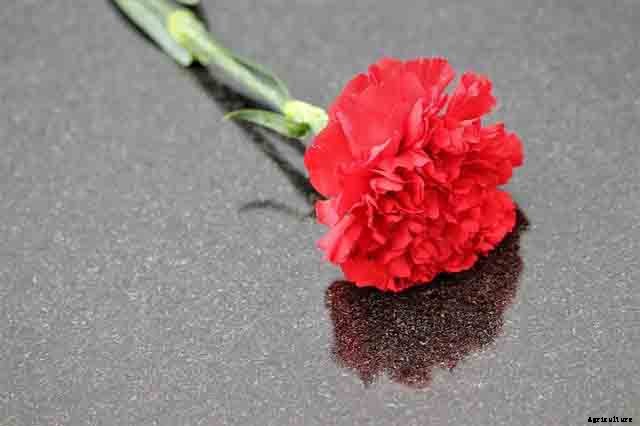 The romantic language of plants, 15 plants that symbolize love