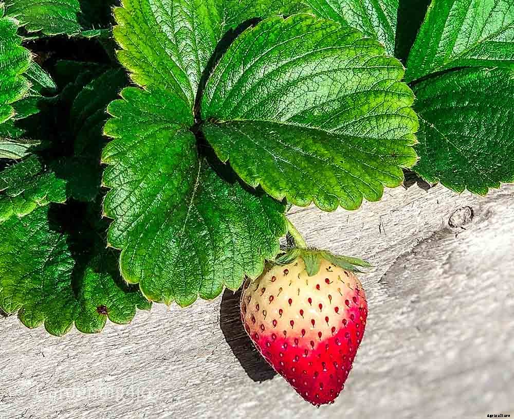 The romantic language of plants, 15 plants that symbolize love