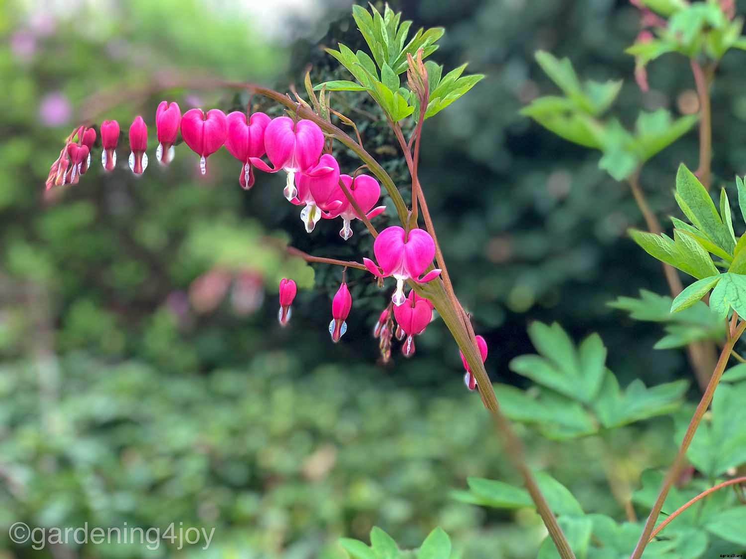 The romantic language of plants, 15 plants that symbolize love