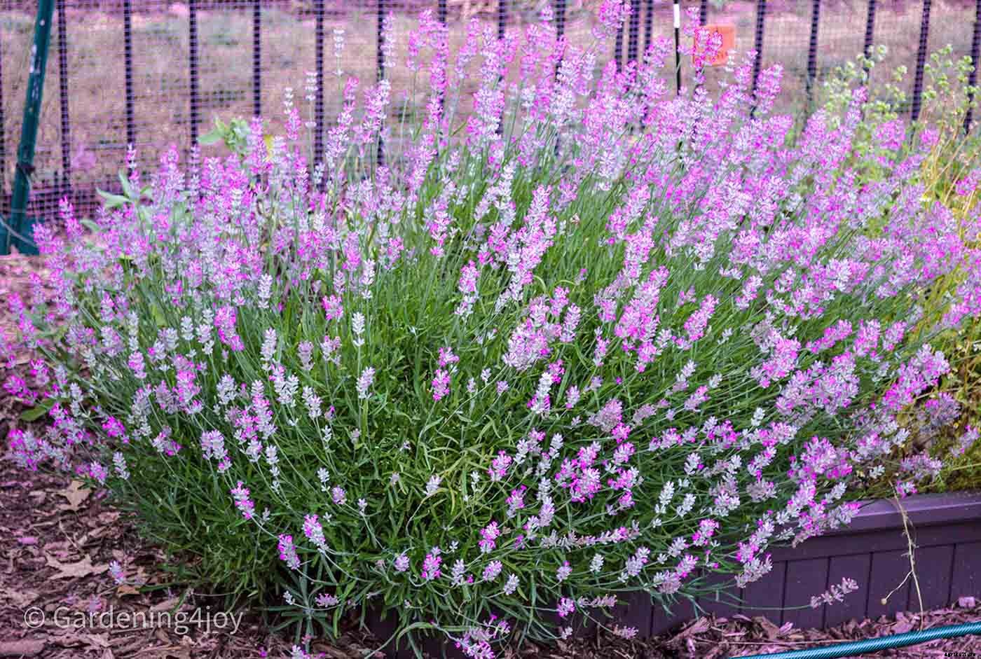 The romantic language of plants, 15 plants that symbolize love