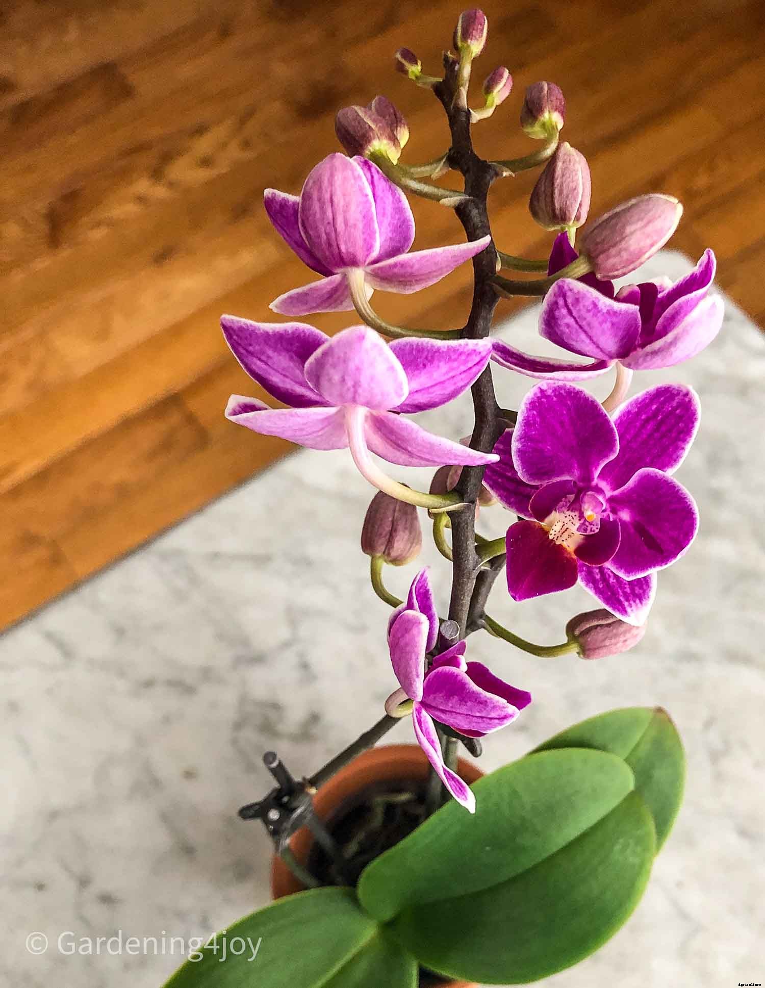 The romantic language of plants, 15 plants that symbolize love