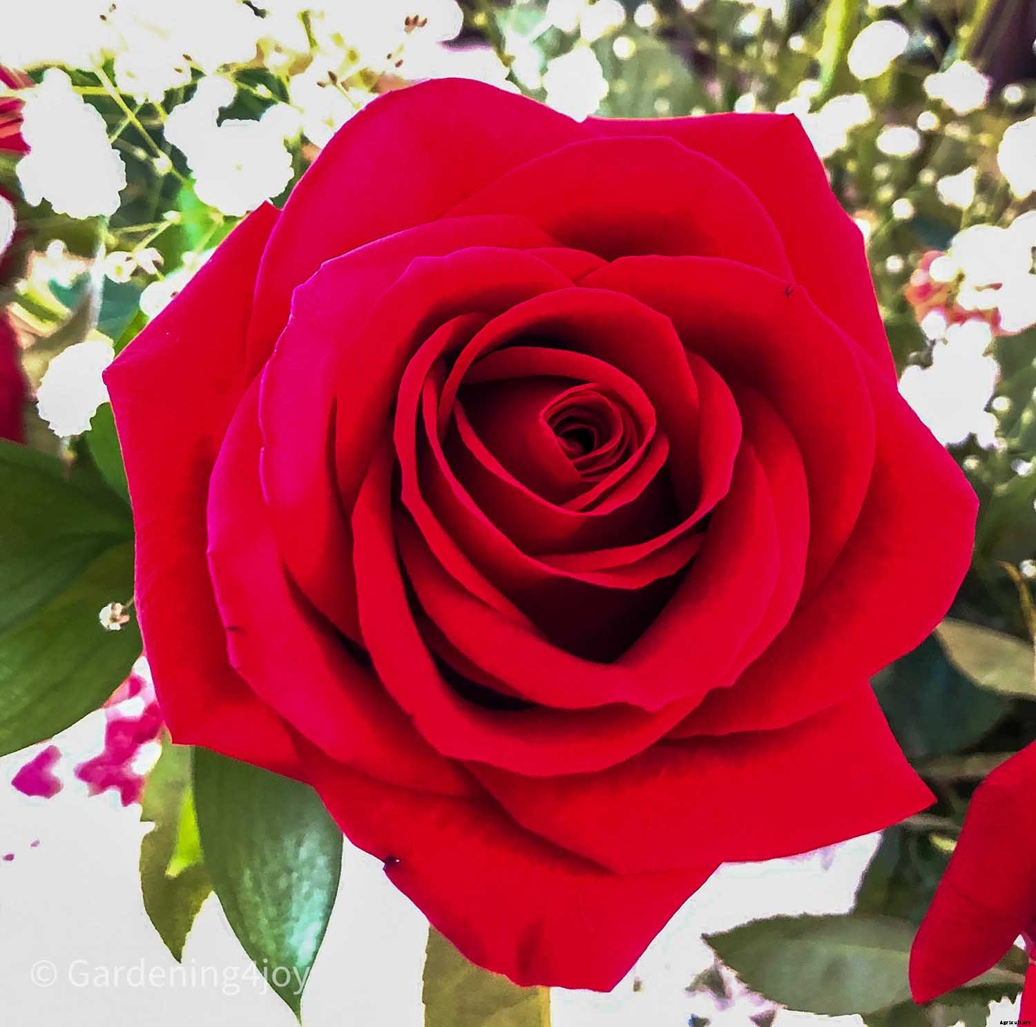 The romantic language of plants, 15 plants that symbolize love