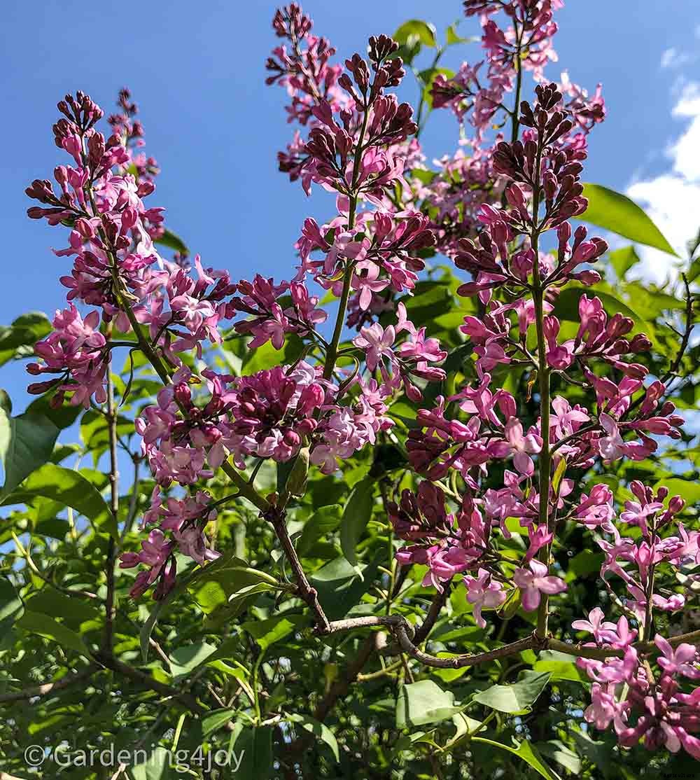 The romantic language of plants, 15 plants that symbolize love