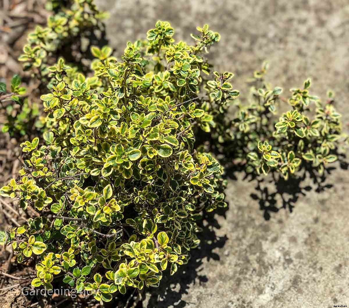 The romantic language of plants, 15 plants that symbolize love