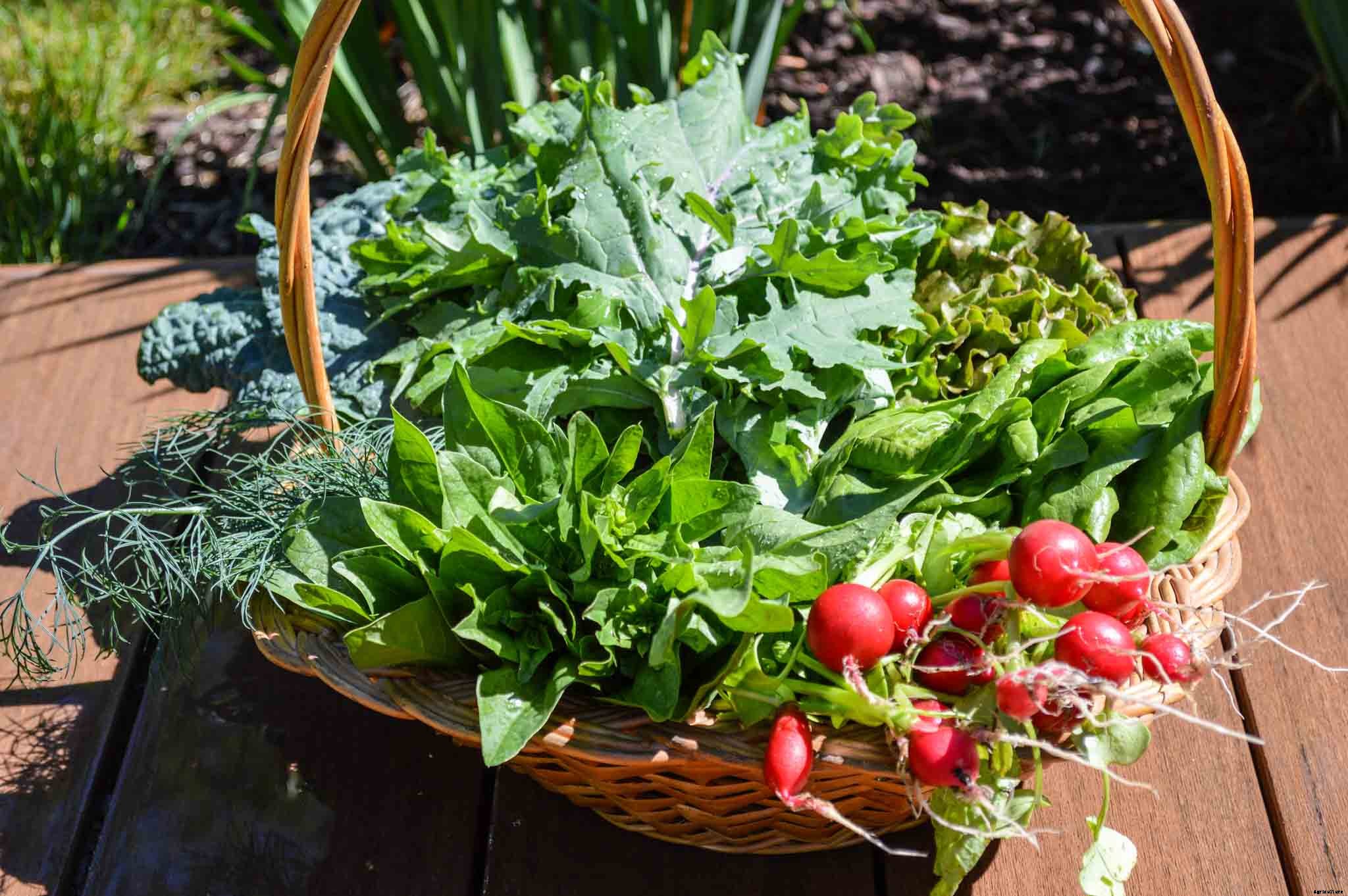 Five easy vegetables to grow in your garden