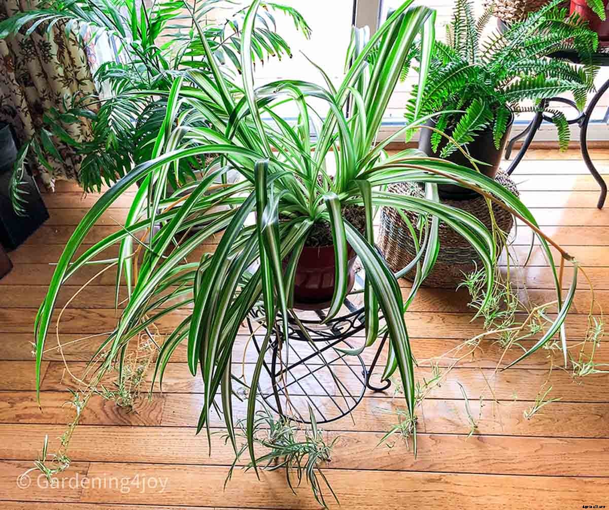 The complete guide to caring for spider plants