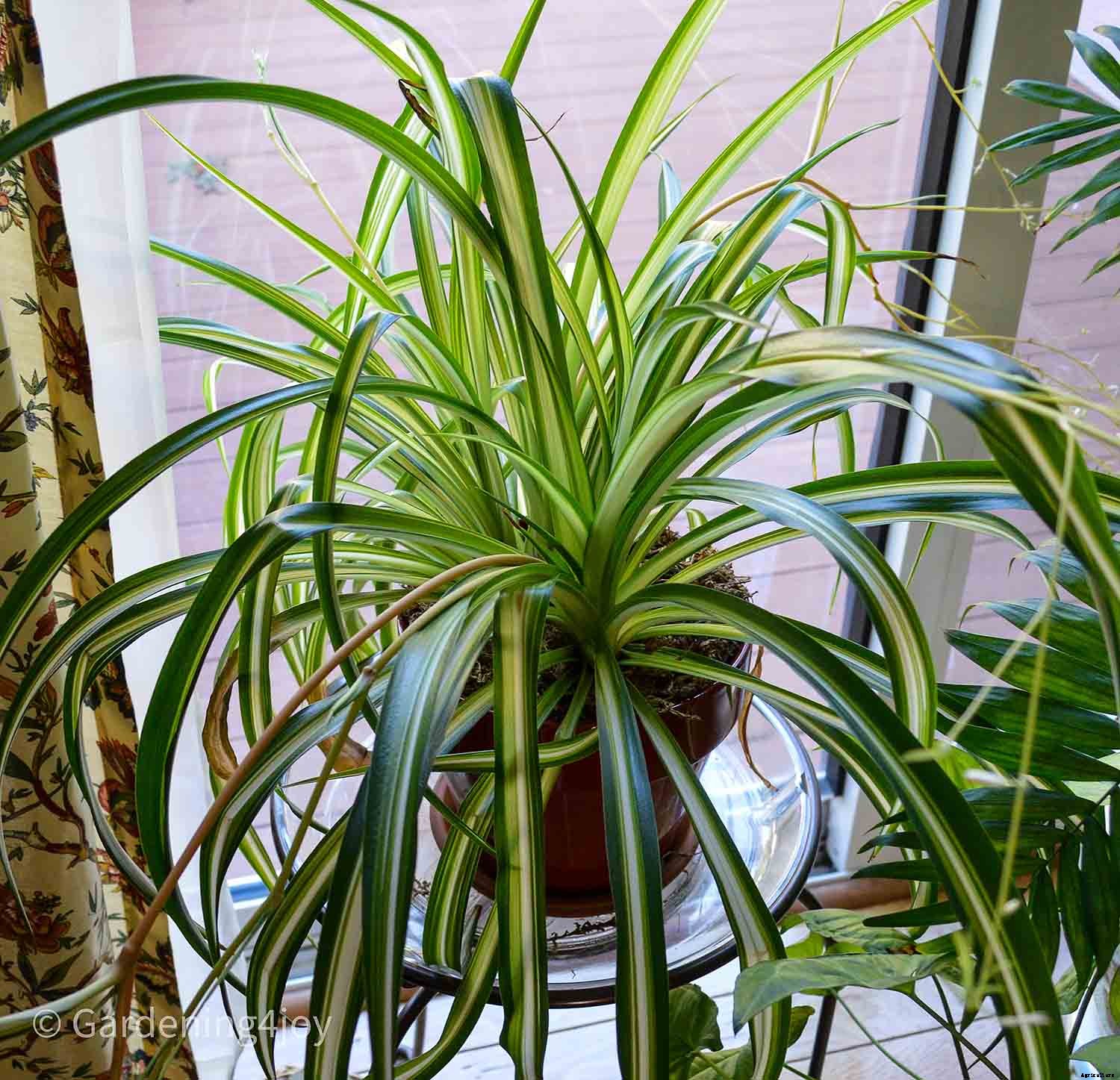 The complete guide to caring for spider plants