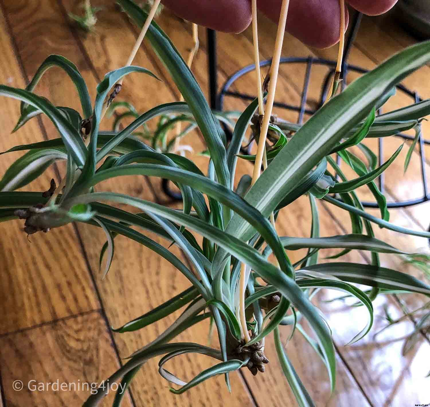 The complete guide to caring for spider plants