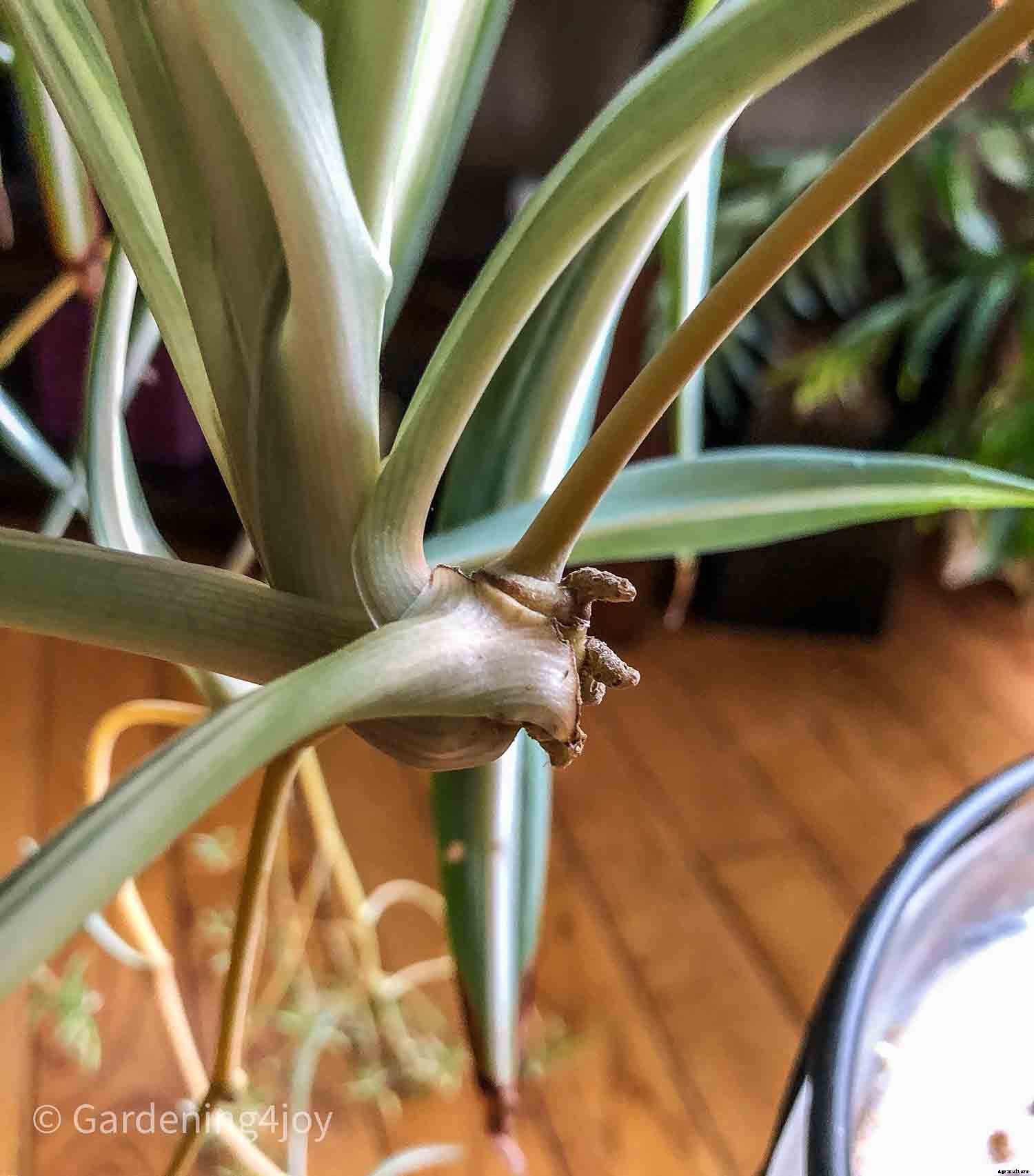 The complete guide to caring for spider plants