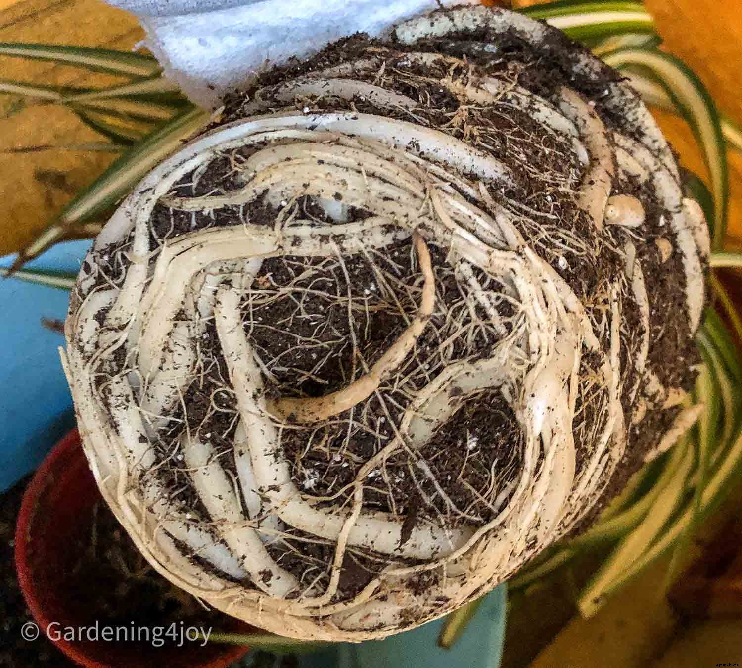 The complete guide to caring for spider plants