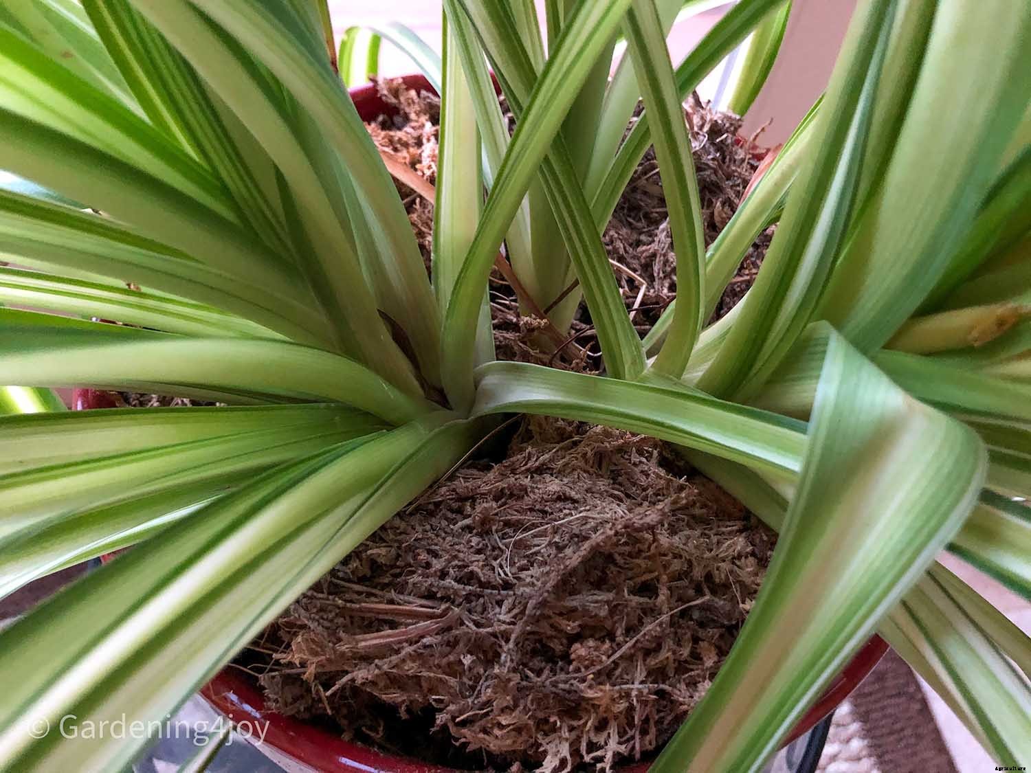 The complete guide to caring for spider plants