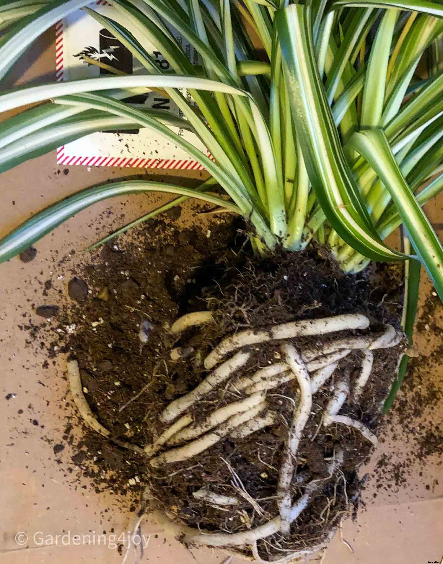 The complete guide to caring for spider plants