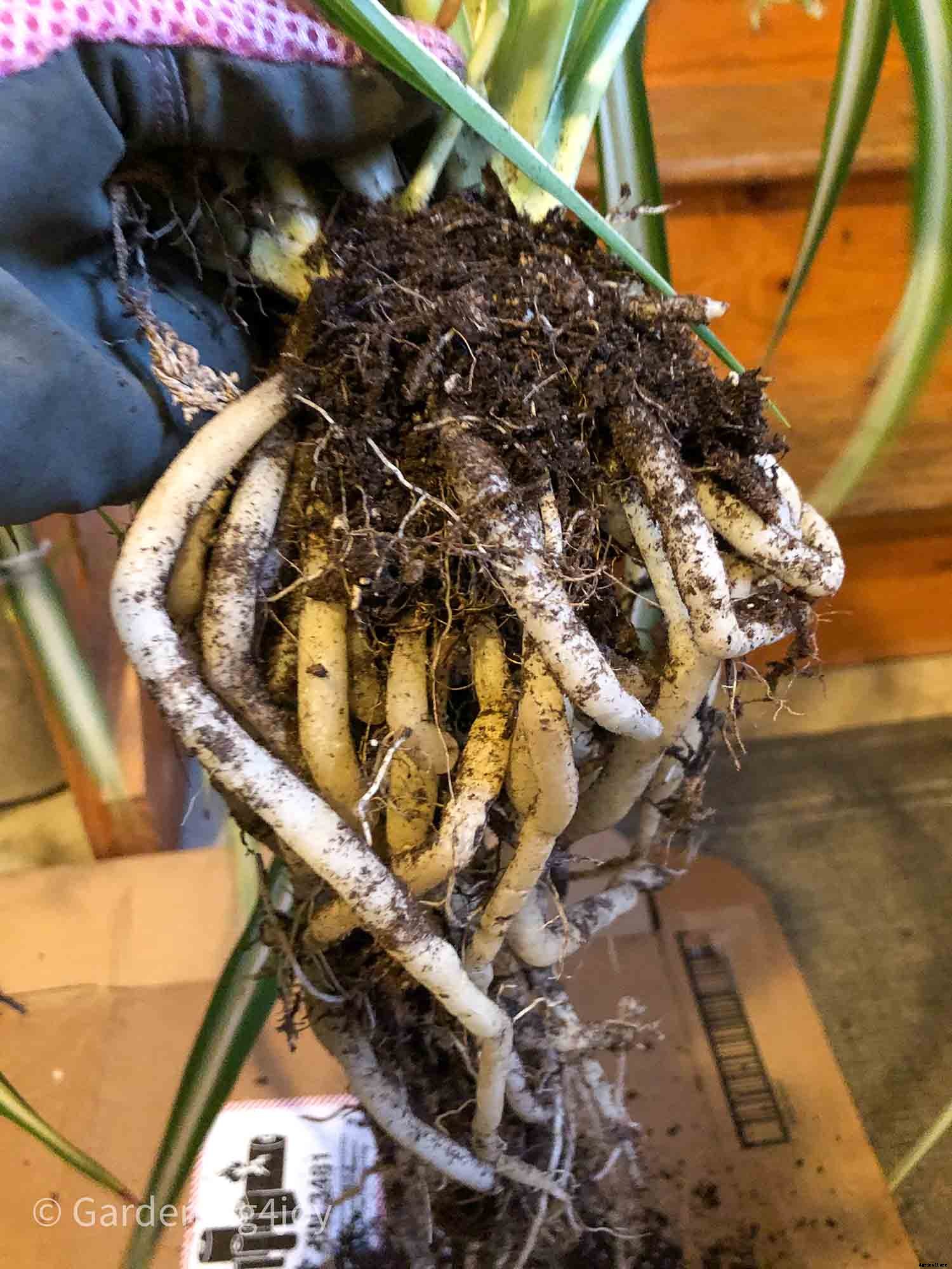 The complete guide to caring for spider plants