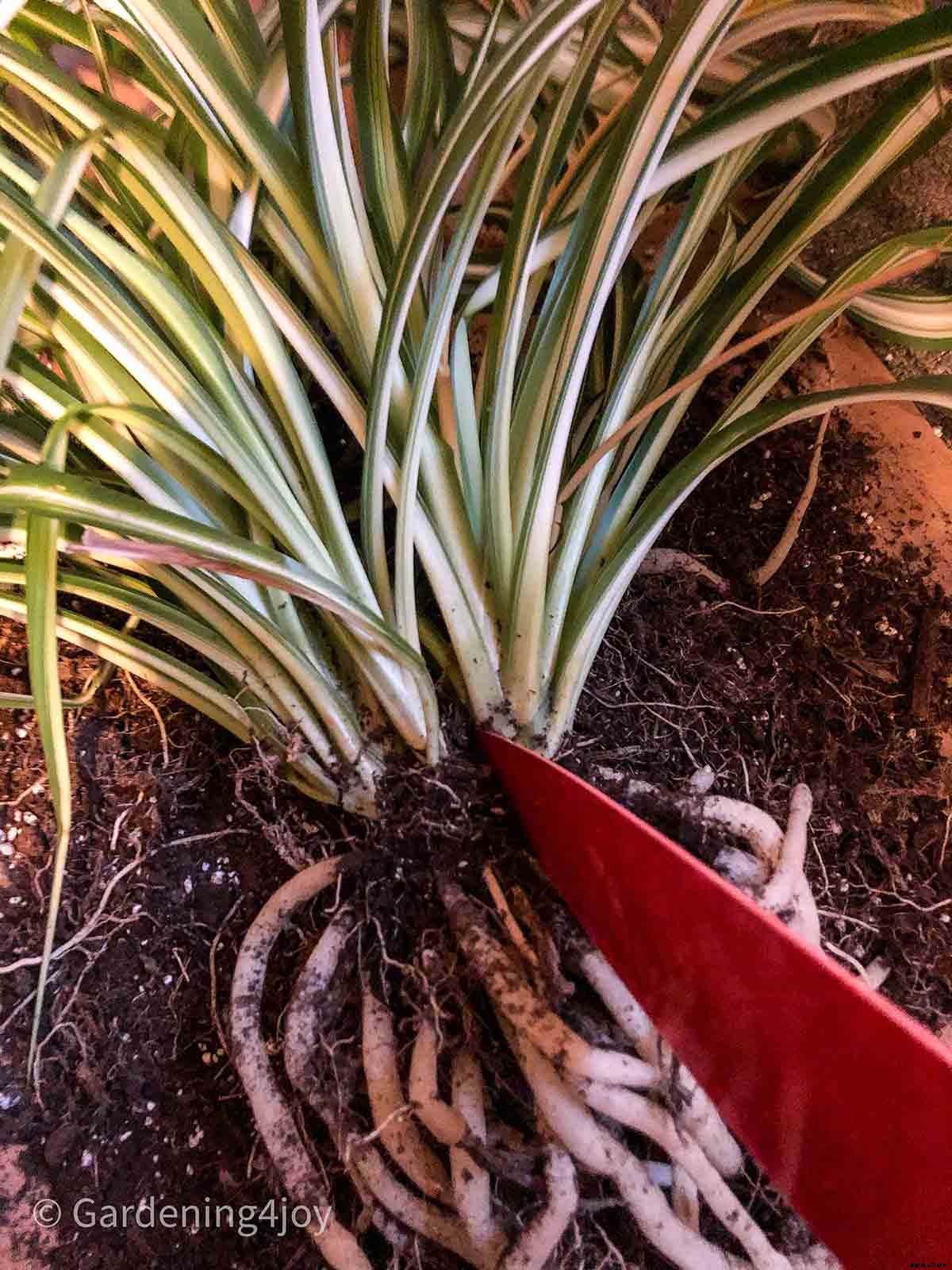 The complete guide to caring for spider plants