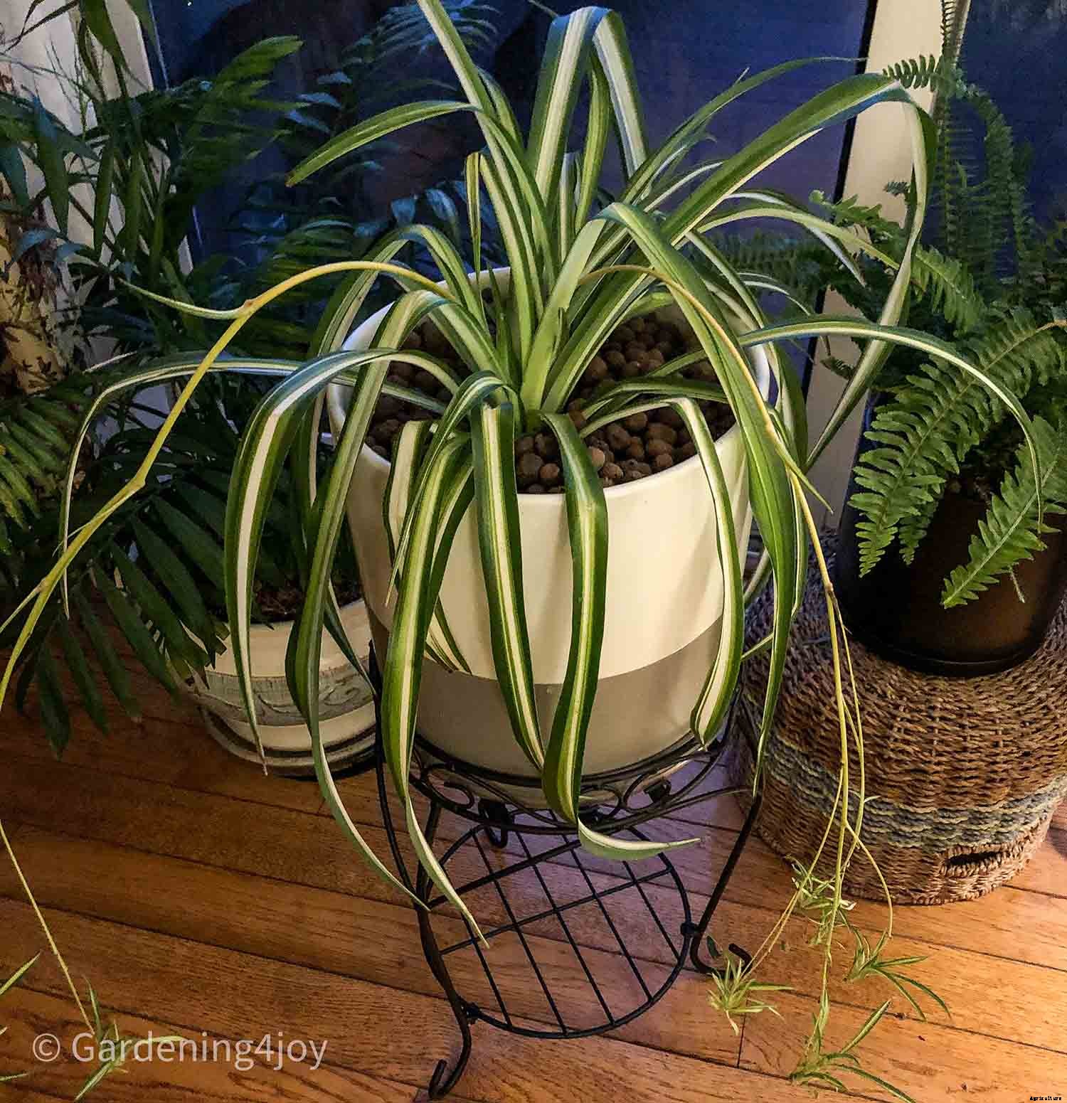 The complete guide to caring for spider plants
