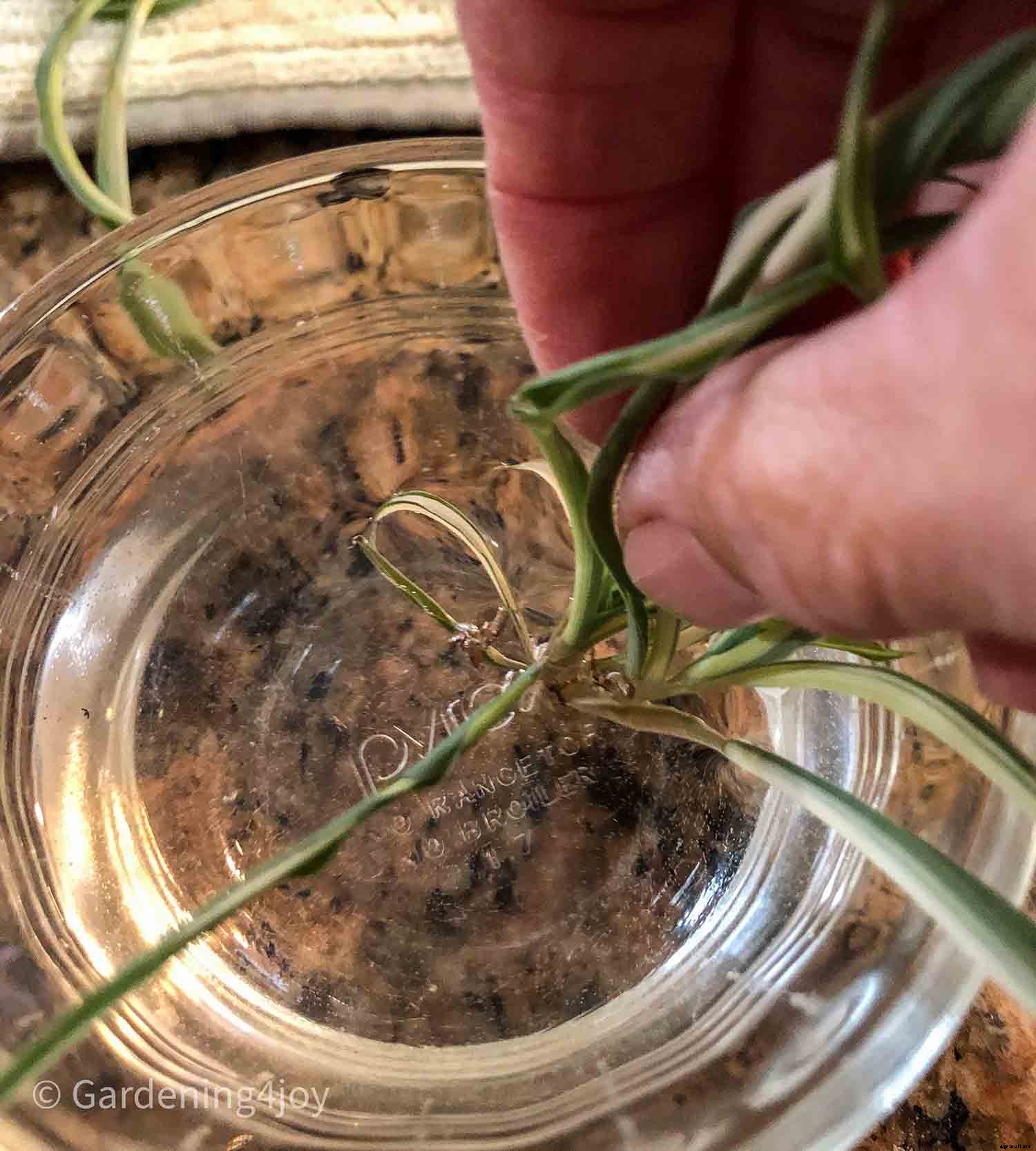 The complete guide to caring for spider plants