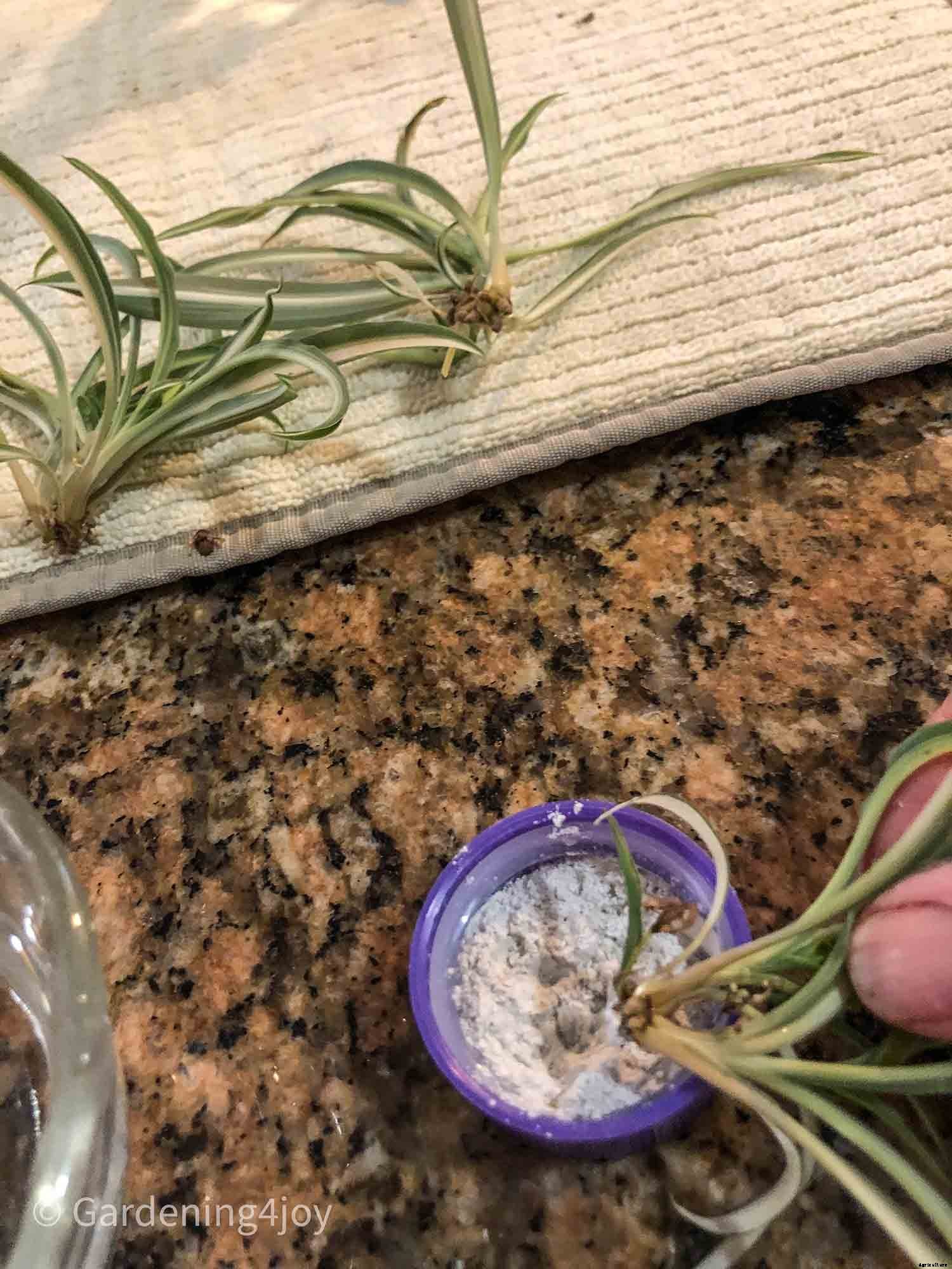 The complete guide to caring for spider plants