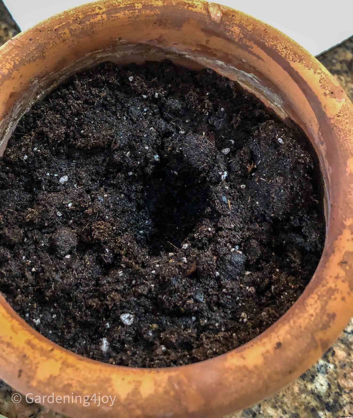 The complete guide to caring for spider plants