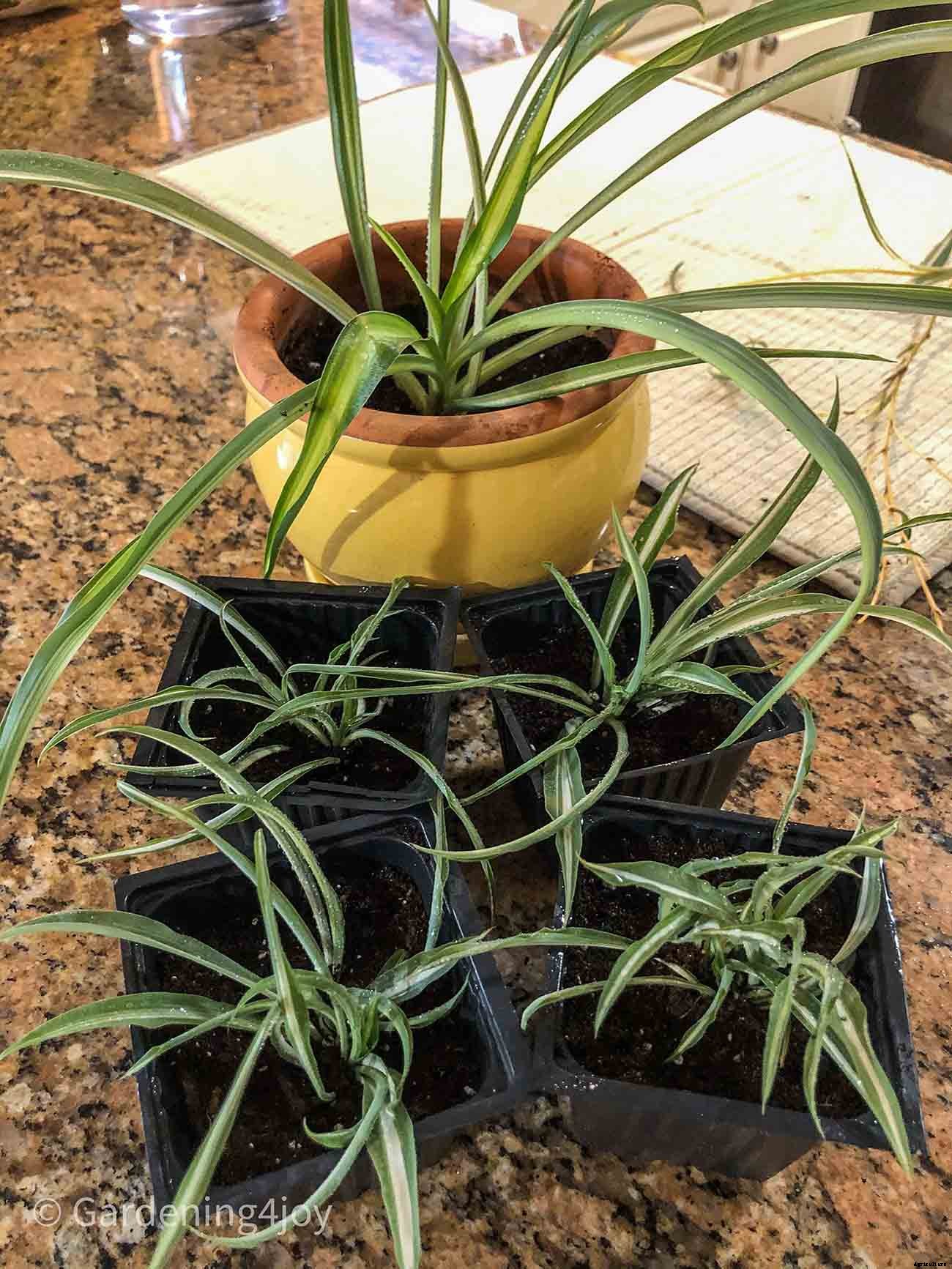 The complete guide to caring for spider plants