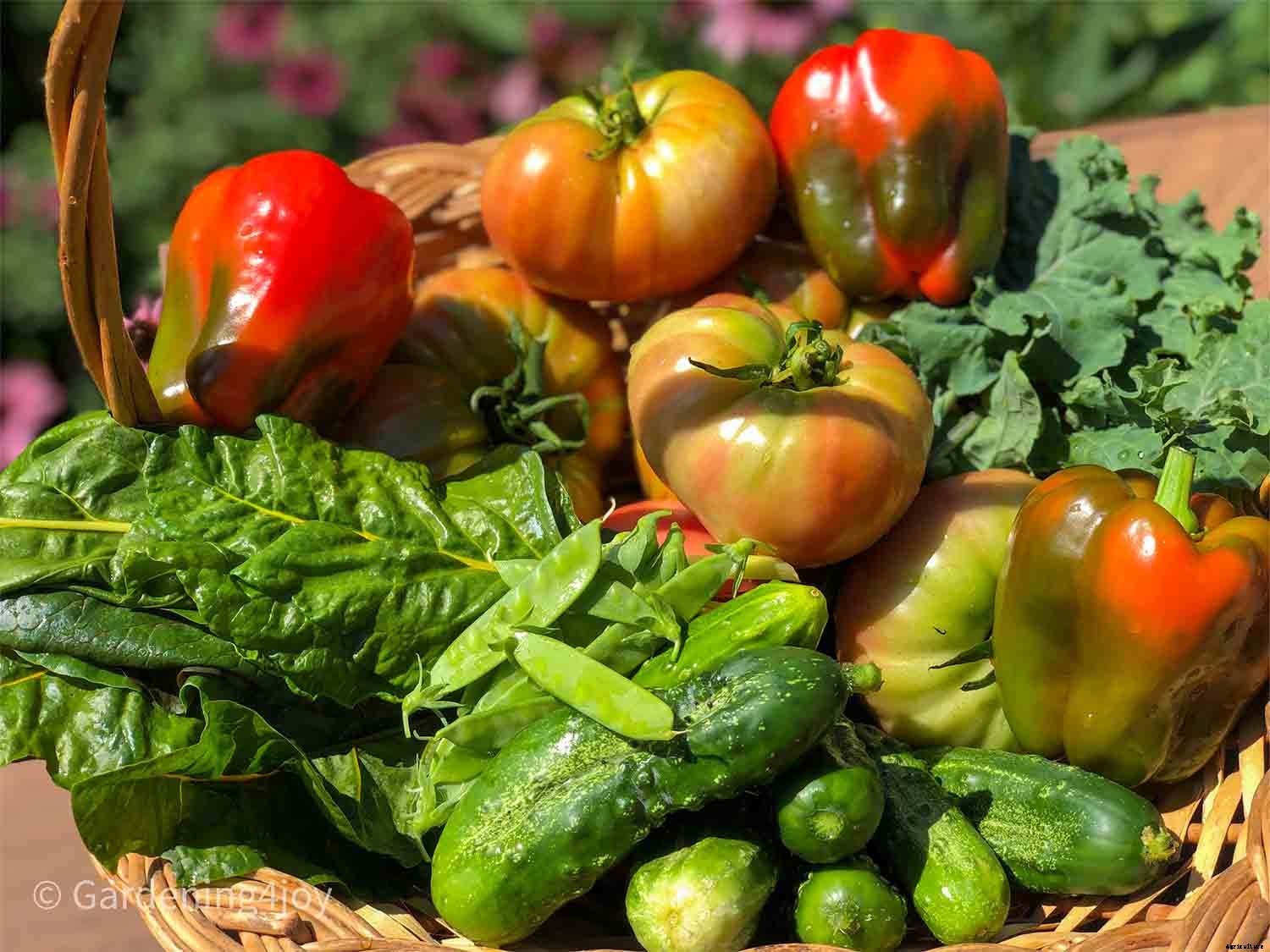 How to create a productive small vegetable garden