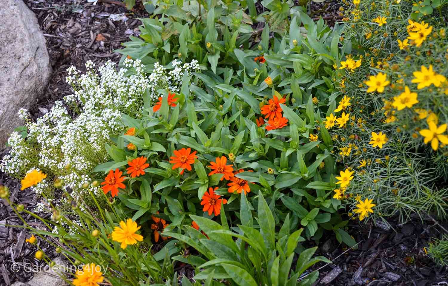 2020 Peak Performing Plants in my Garden