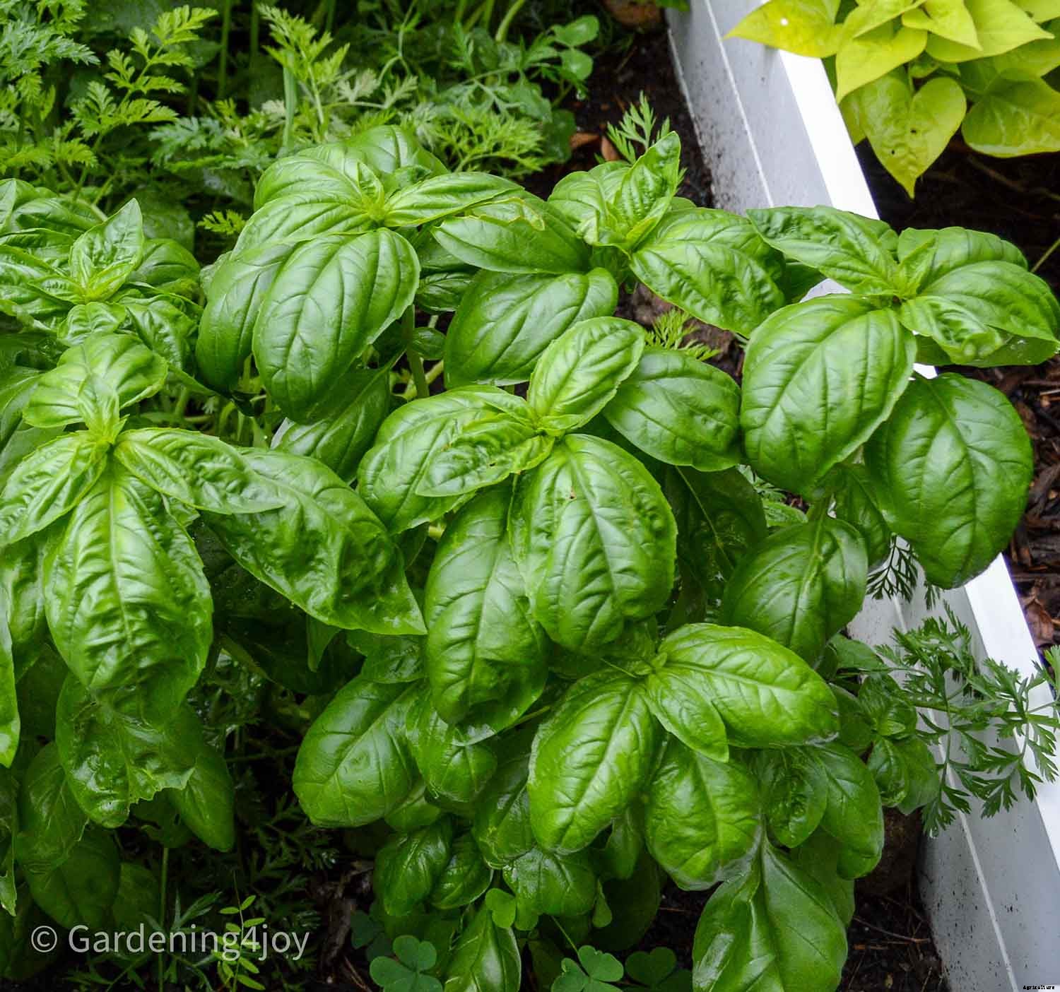 2020 Peak Performing Plants in my Garden