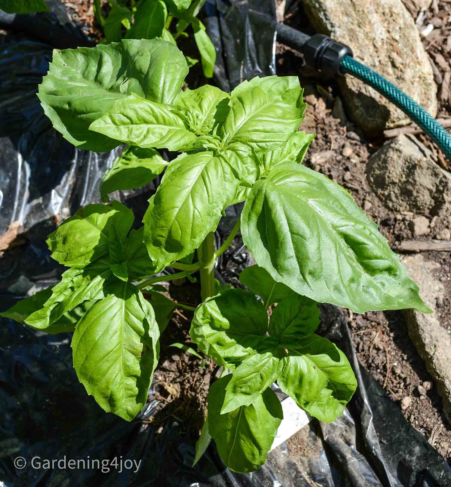 2020 Peak Performing Plants in my Garden