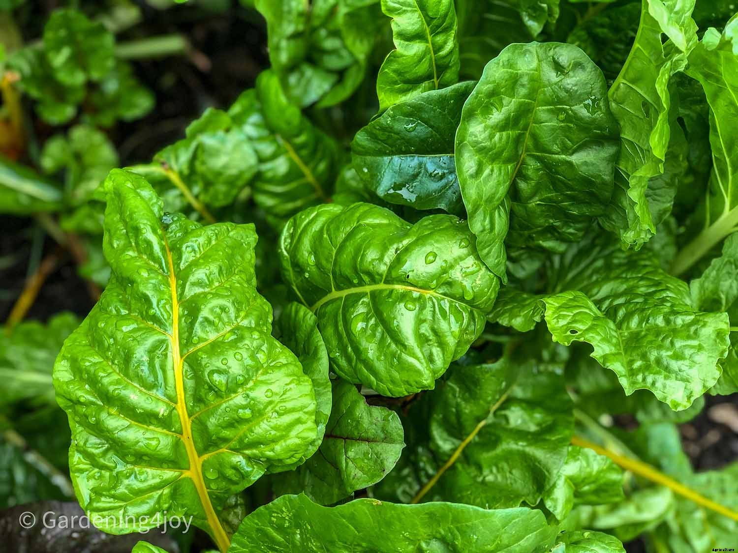 2020 Peak Performing Plants in my Garden