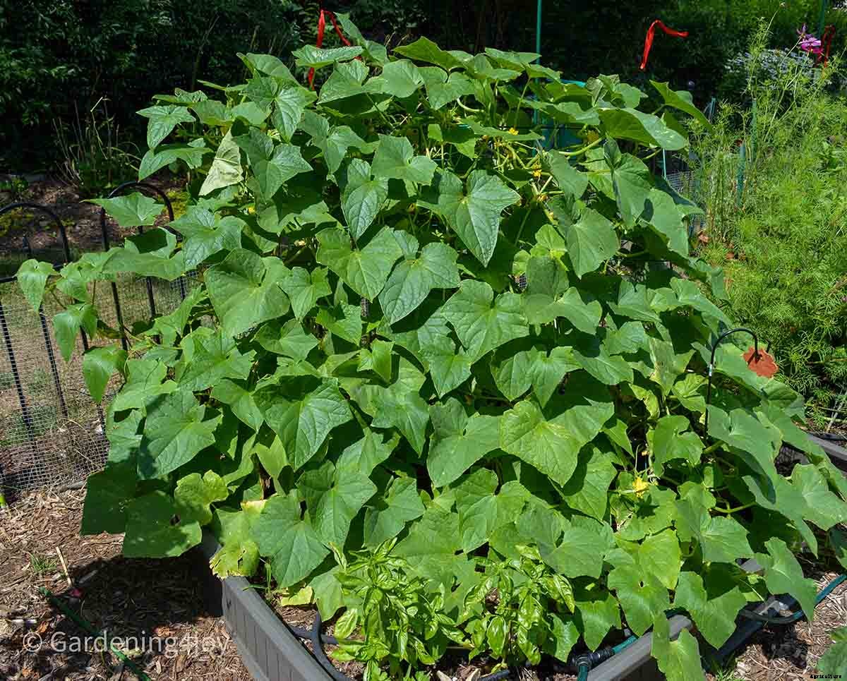 2020 Peak Performing Plants in my Garden