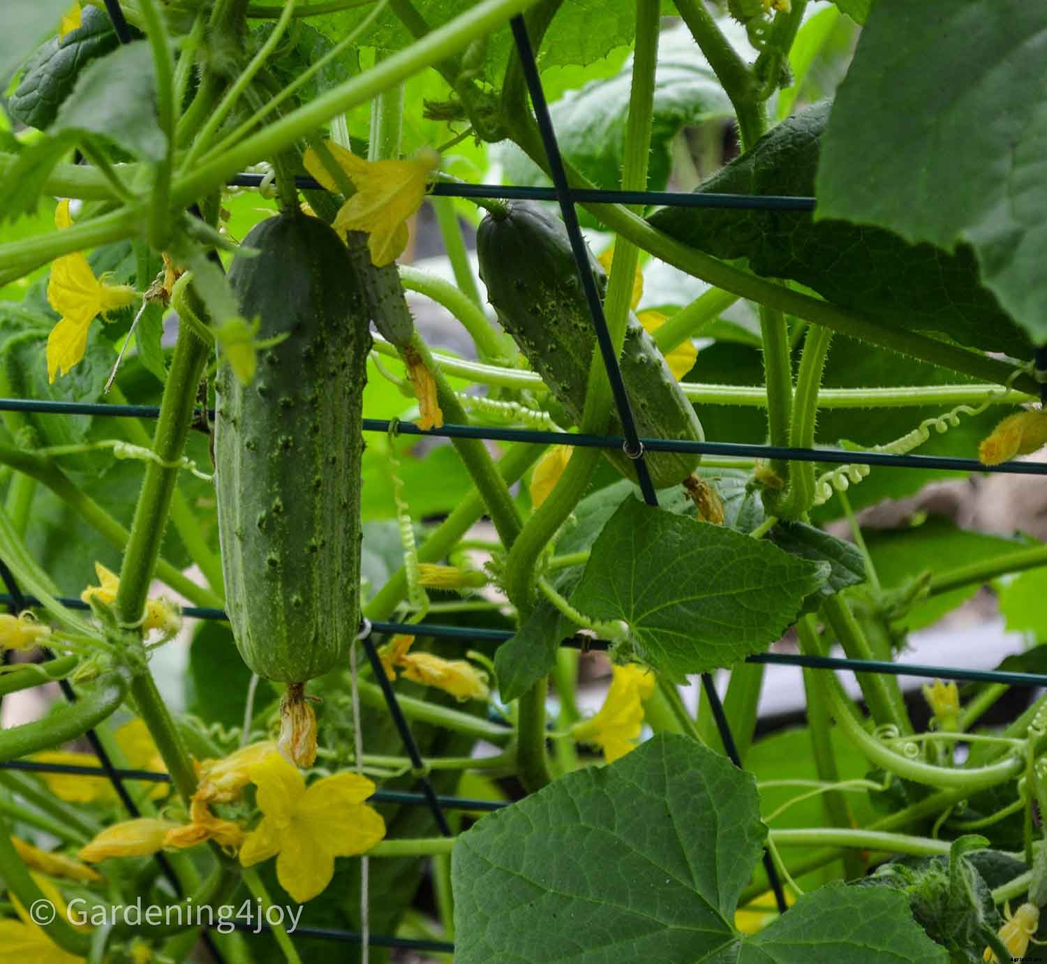 2020 Peak Performing Plants in my Garden