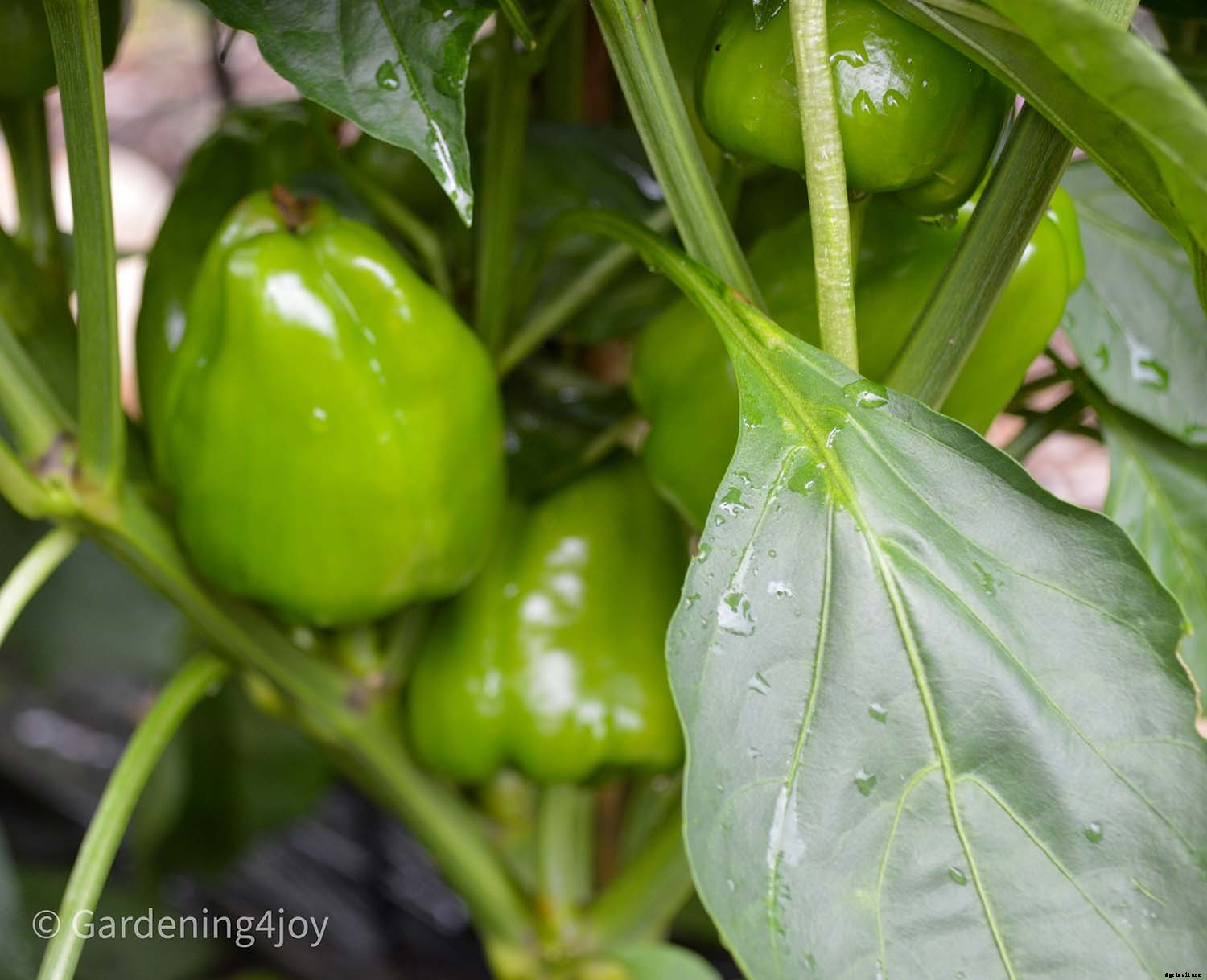 2020 Peak Performing Plants in my Garden