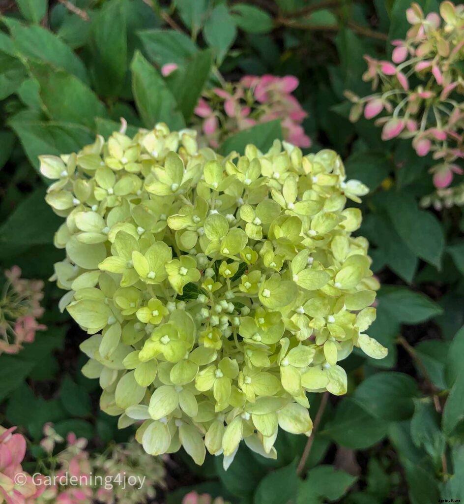 The Secret to Impeccably Dried Hydrangeas