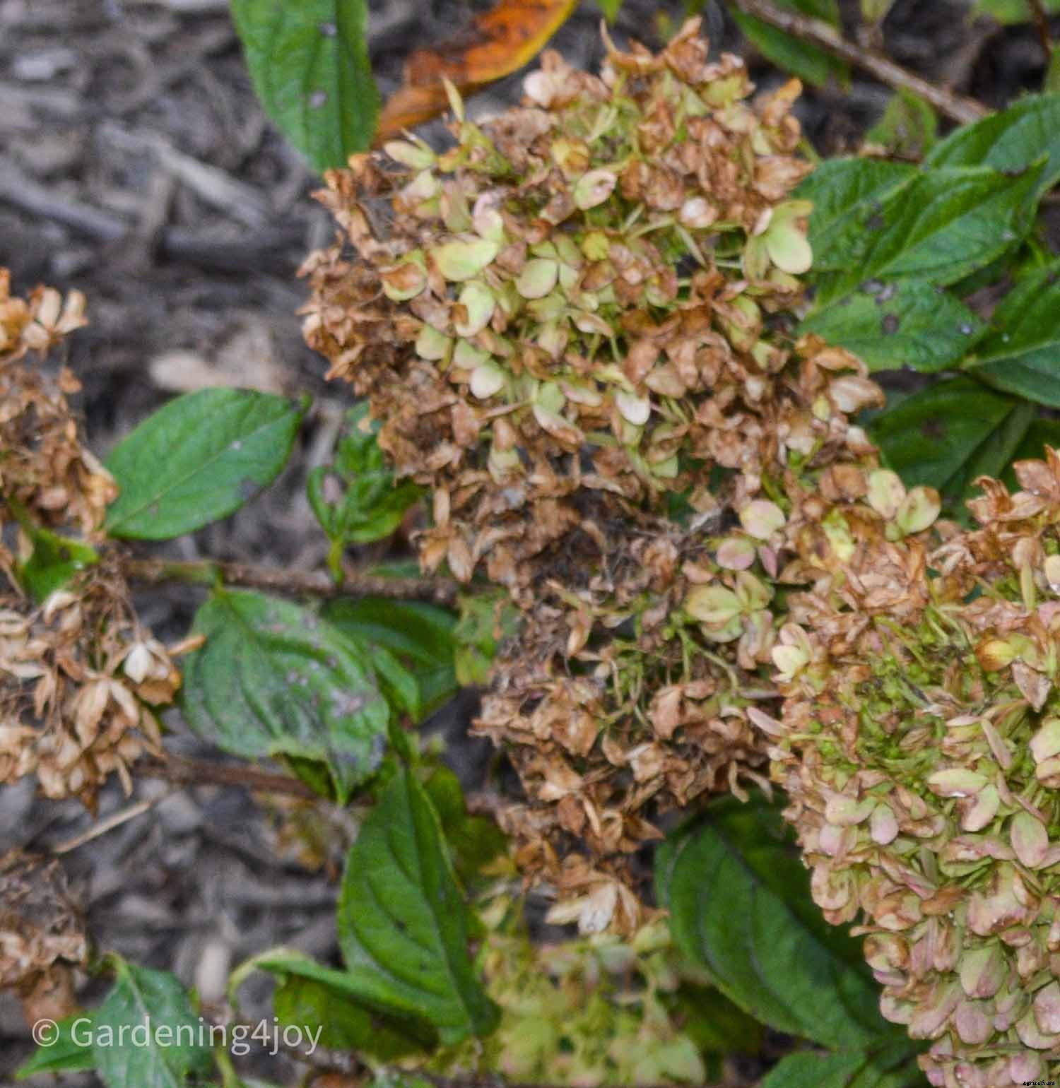 The Secret to Impeccably Dried Hydrangeas