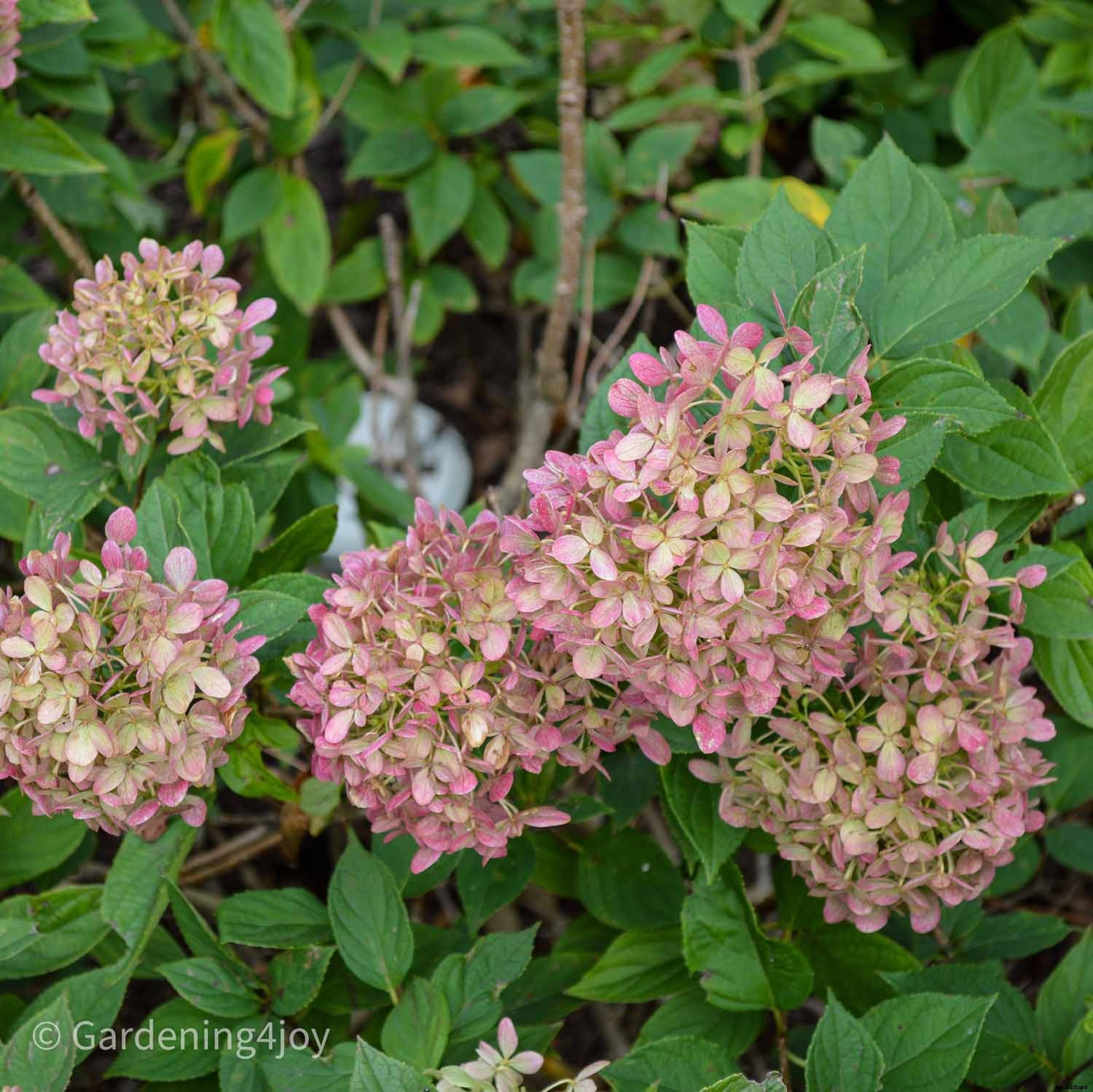 The Secret to Impeccably Dried Hydrangeas