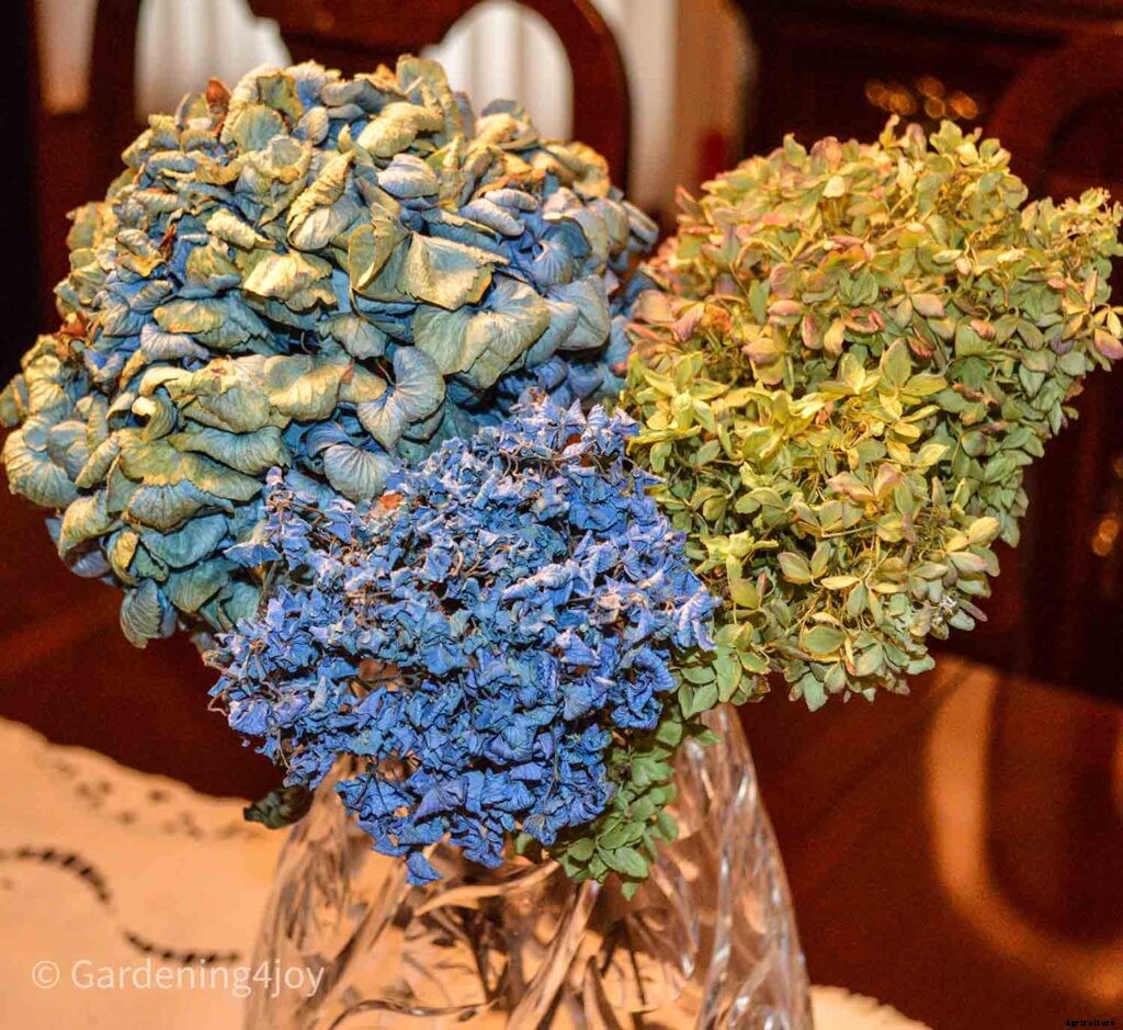 The Secret to Impeccably Dried Hydrangeas