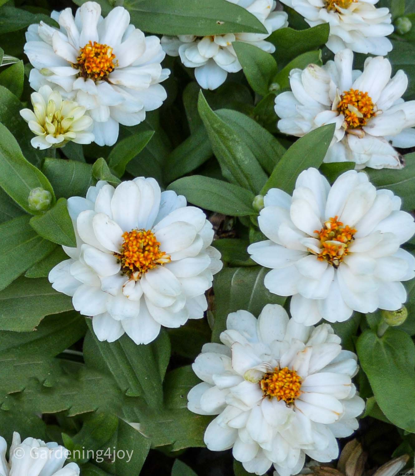 Profusion Zinnias: An awesome flower to grow