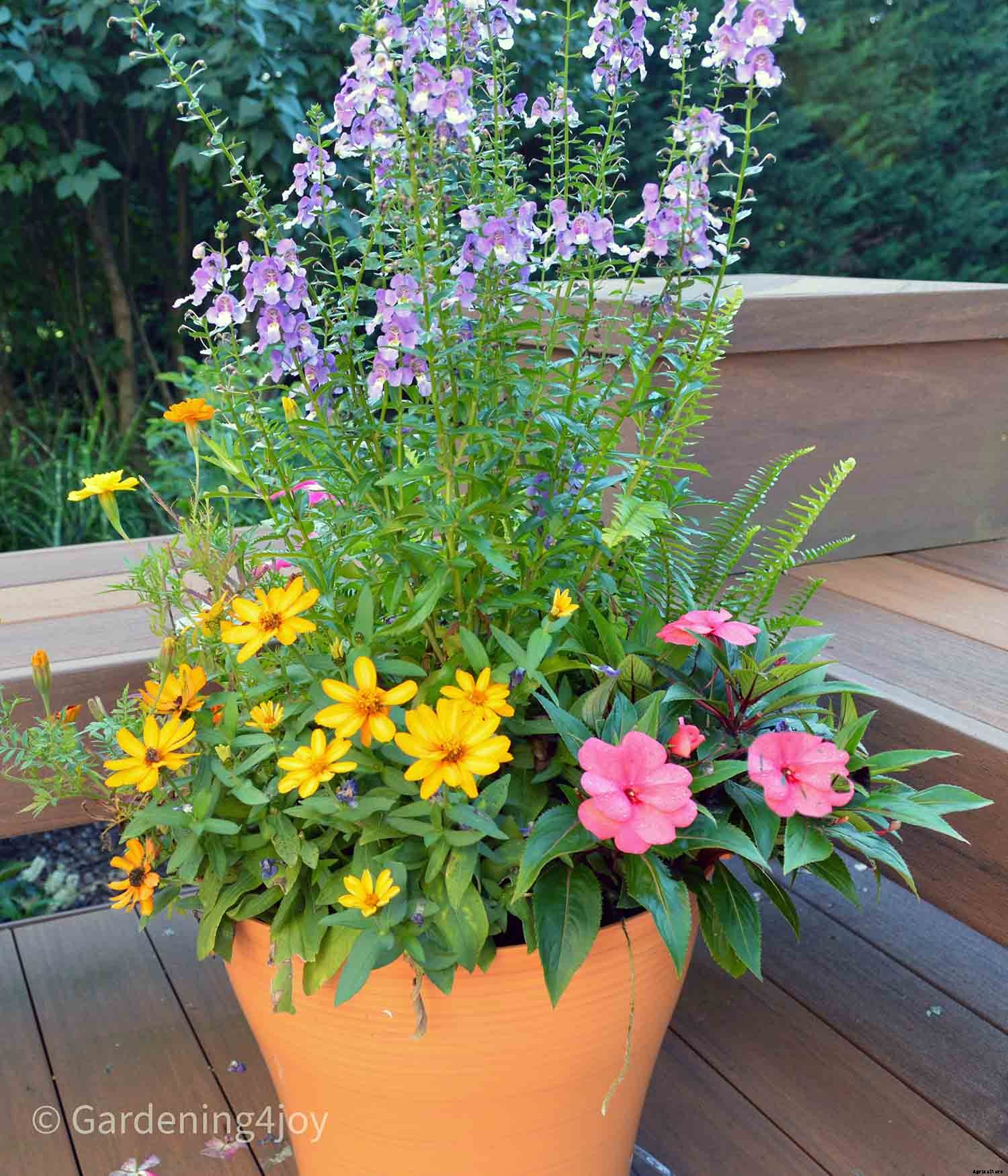 Profusion Zinnias: An awesome flower to grow