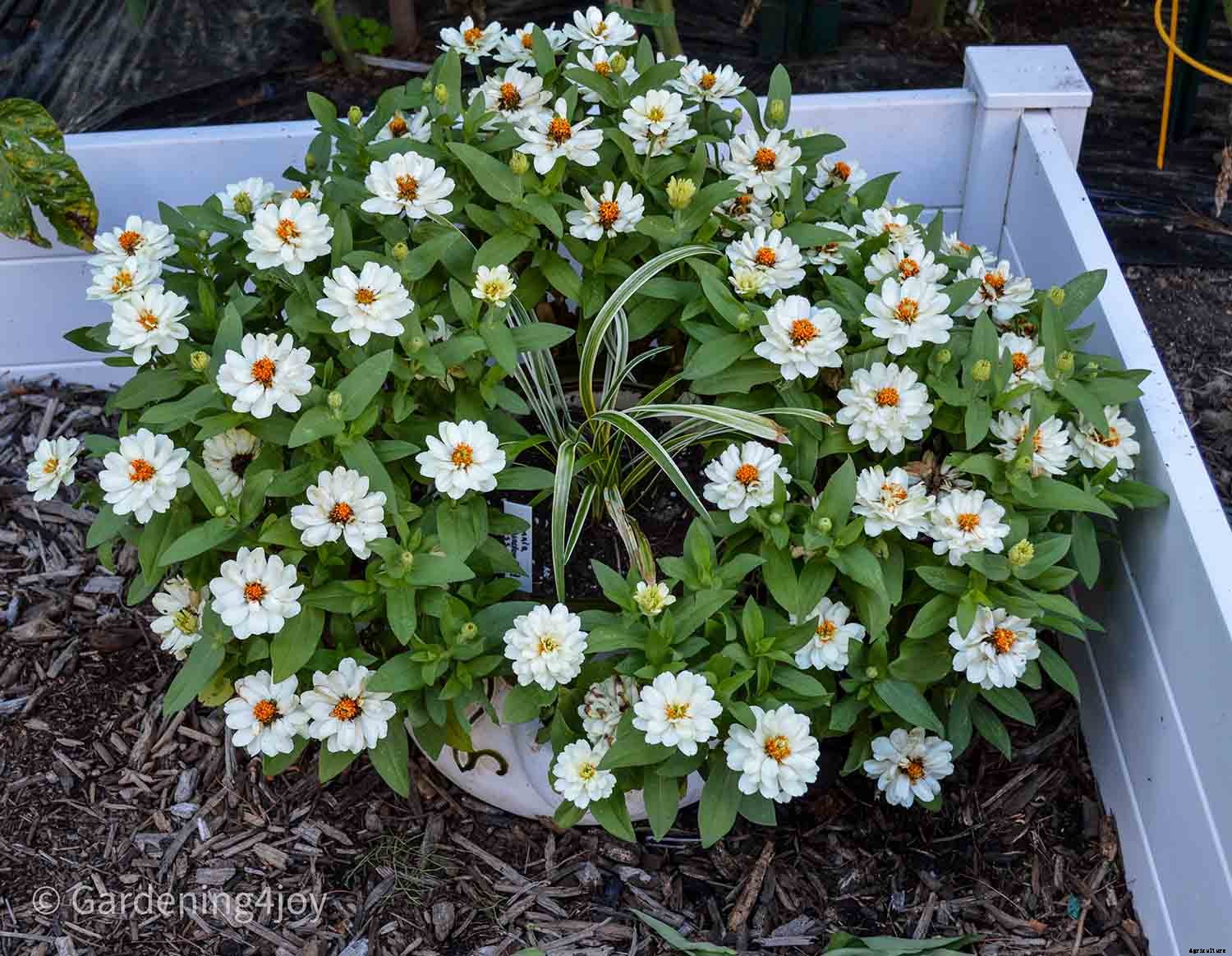 Profusion Zinnias: An awesome flower to grow