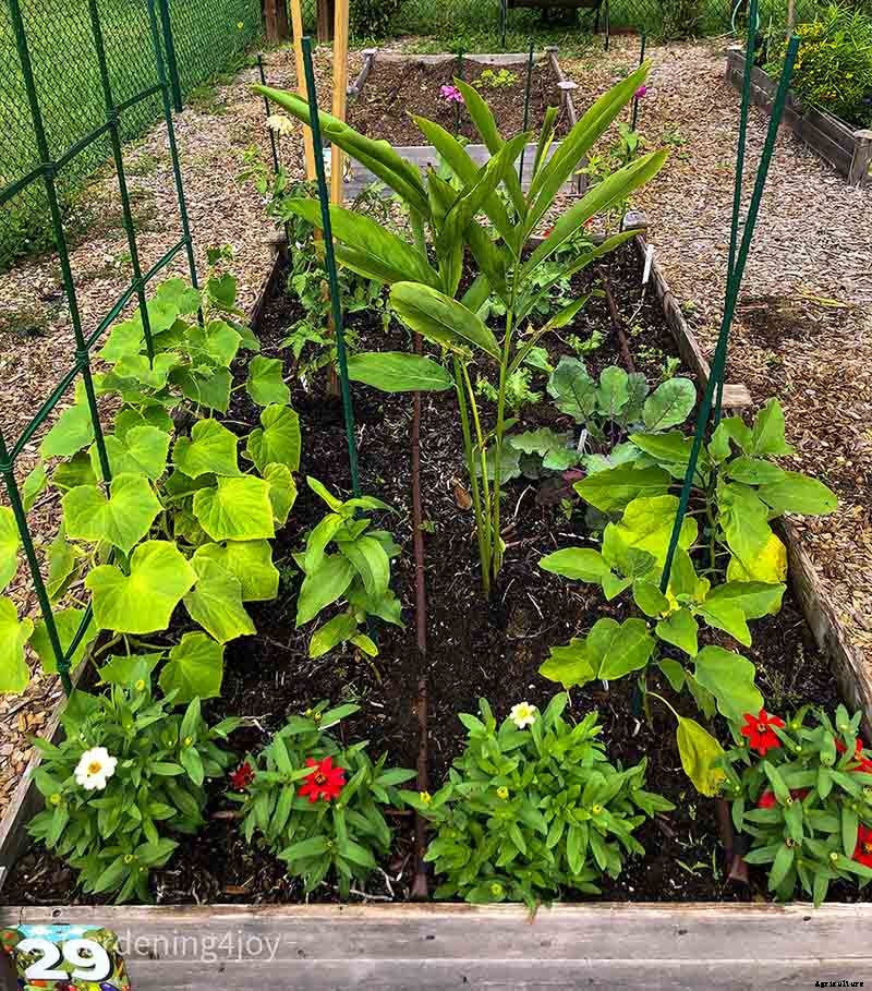 Profusion Zinnias: An awesome flower to grow