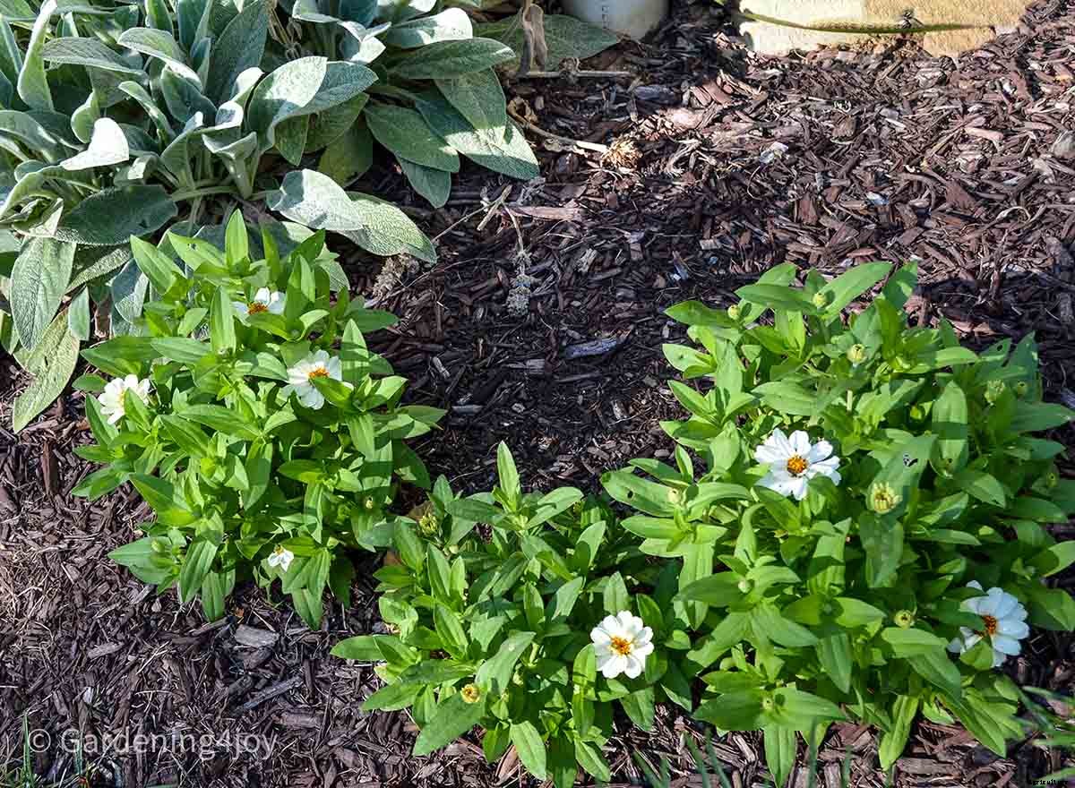 Profusion Zinnias: An awesome flower to grow
