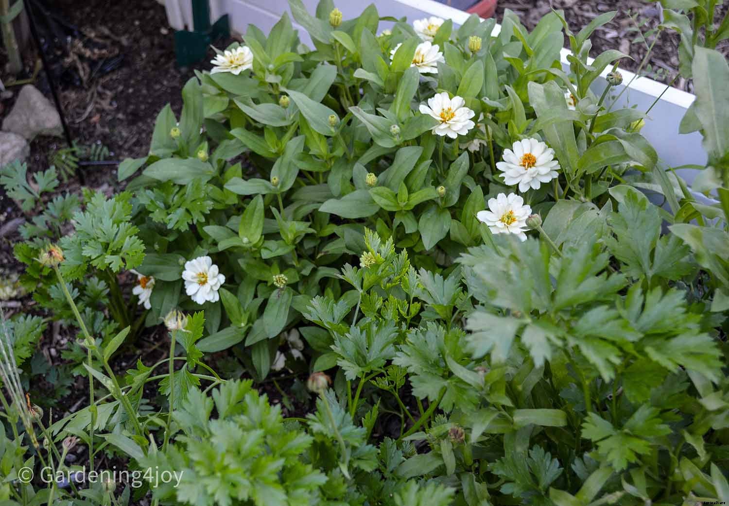 Profusion Zinnias: An awesome flower to grow