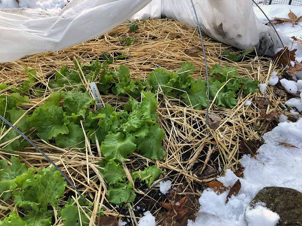 Getting the most from your Fall Vegetable Garden