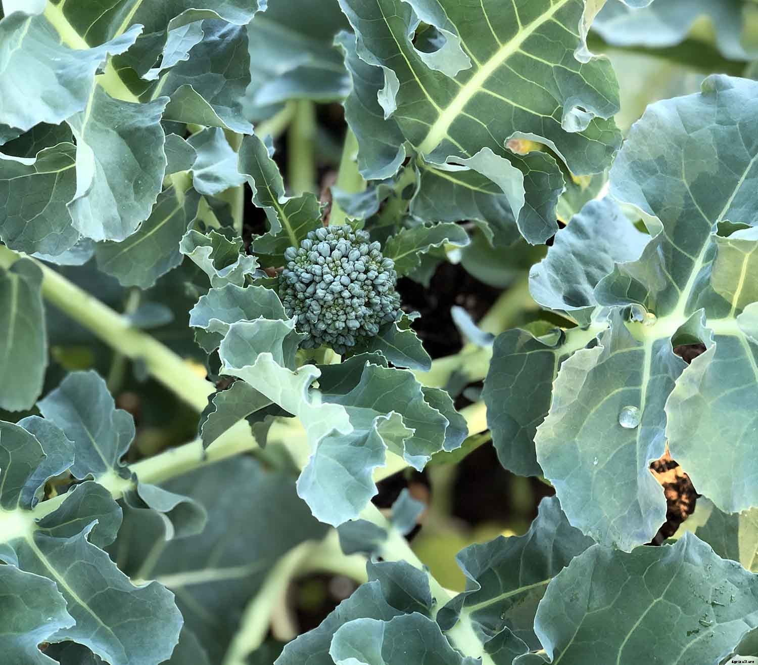 Getting the most from your Fall Vegetable Garden