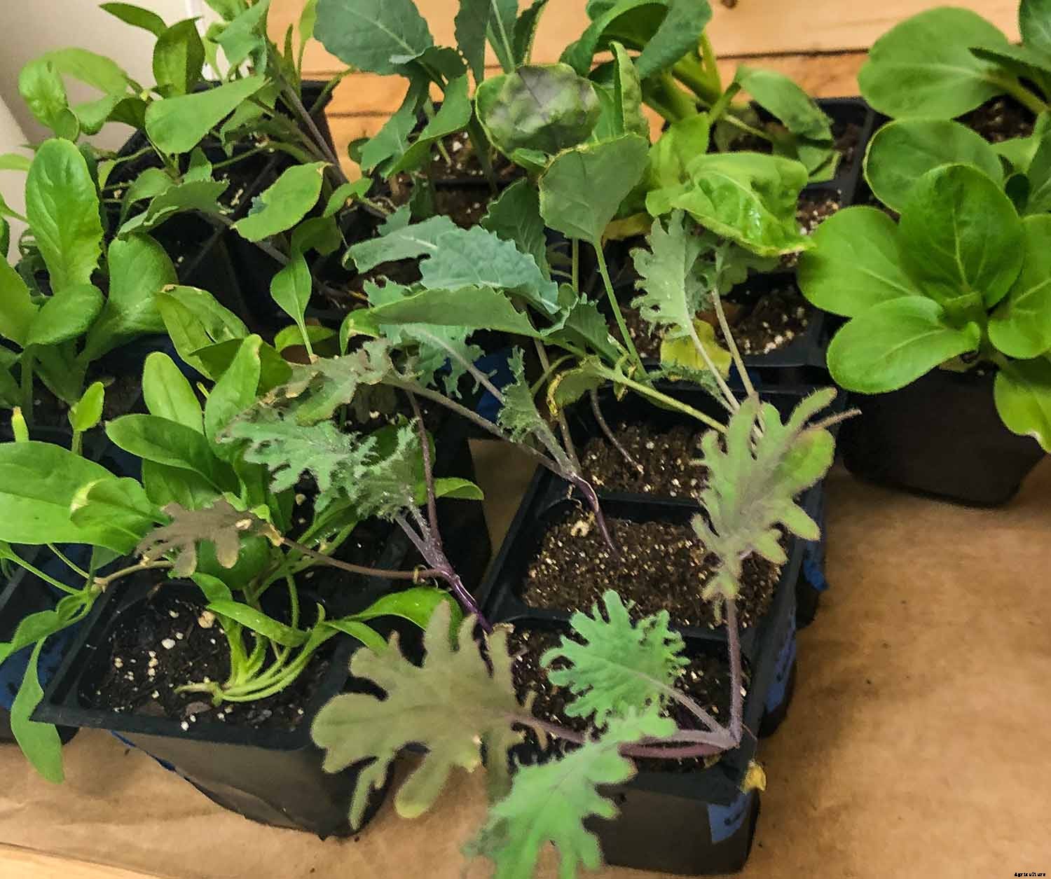 Getting the most from your Fall Vegetable Garden