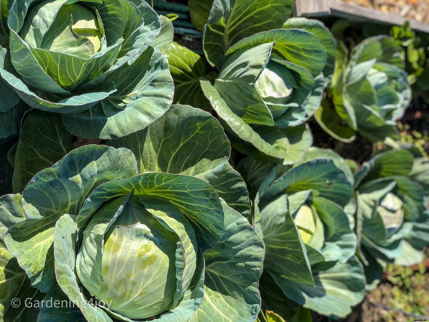 How to Successfully Grow Cabbage in your Garden