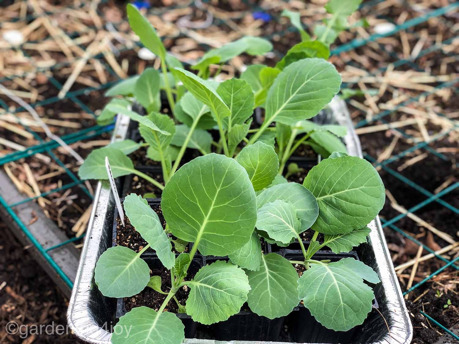 How to Successfully Grow Cabbage in your Garden